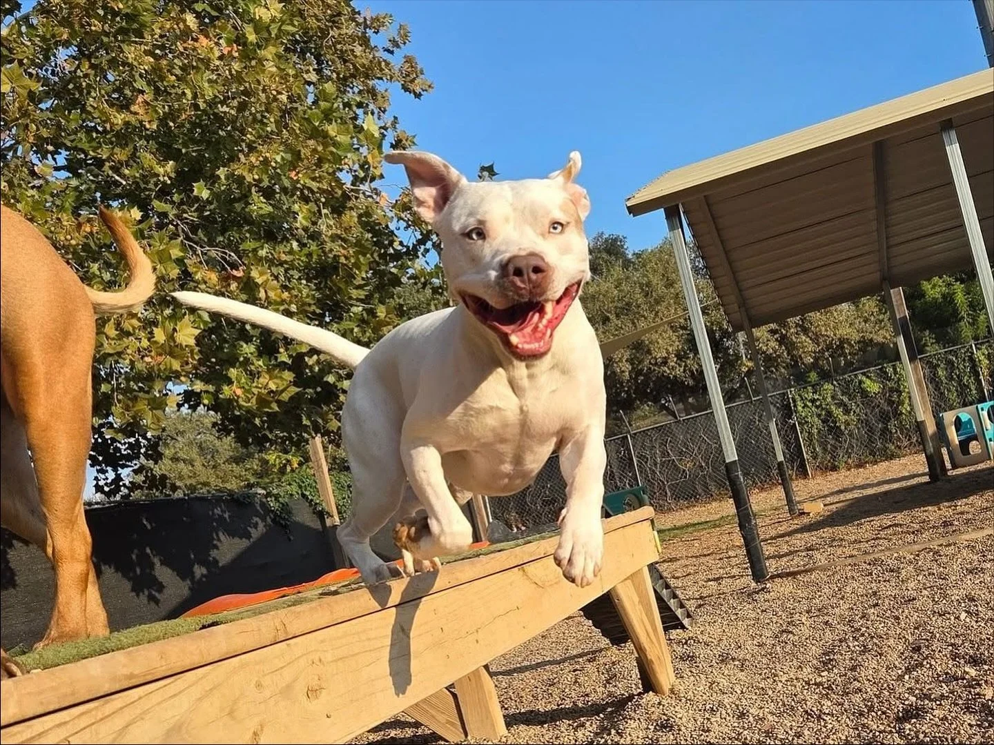 Flying into Halloween week! Who&rsquo;s ready for costumes and candy?? 🍬🎃👻

#howlnwoofdogdaycare #dogdaycare #dogsofinstagram #dogsofatx #austintexas