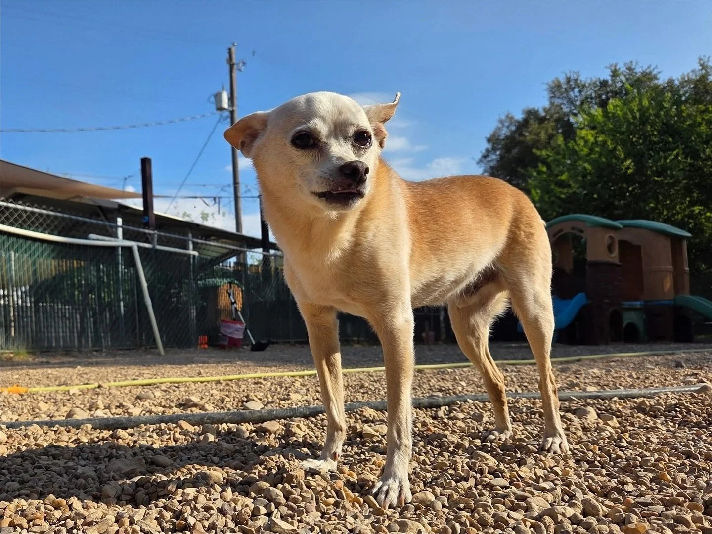 “Get my good side.” -Chico ð
#howlnwoofdogdaycare #dogdaycare #dogsofinstagram #dogsofatx #austintexas