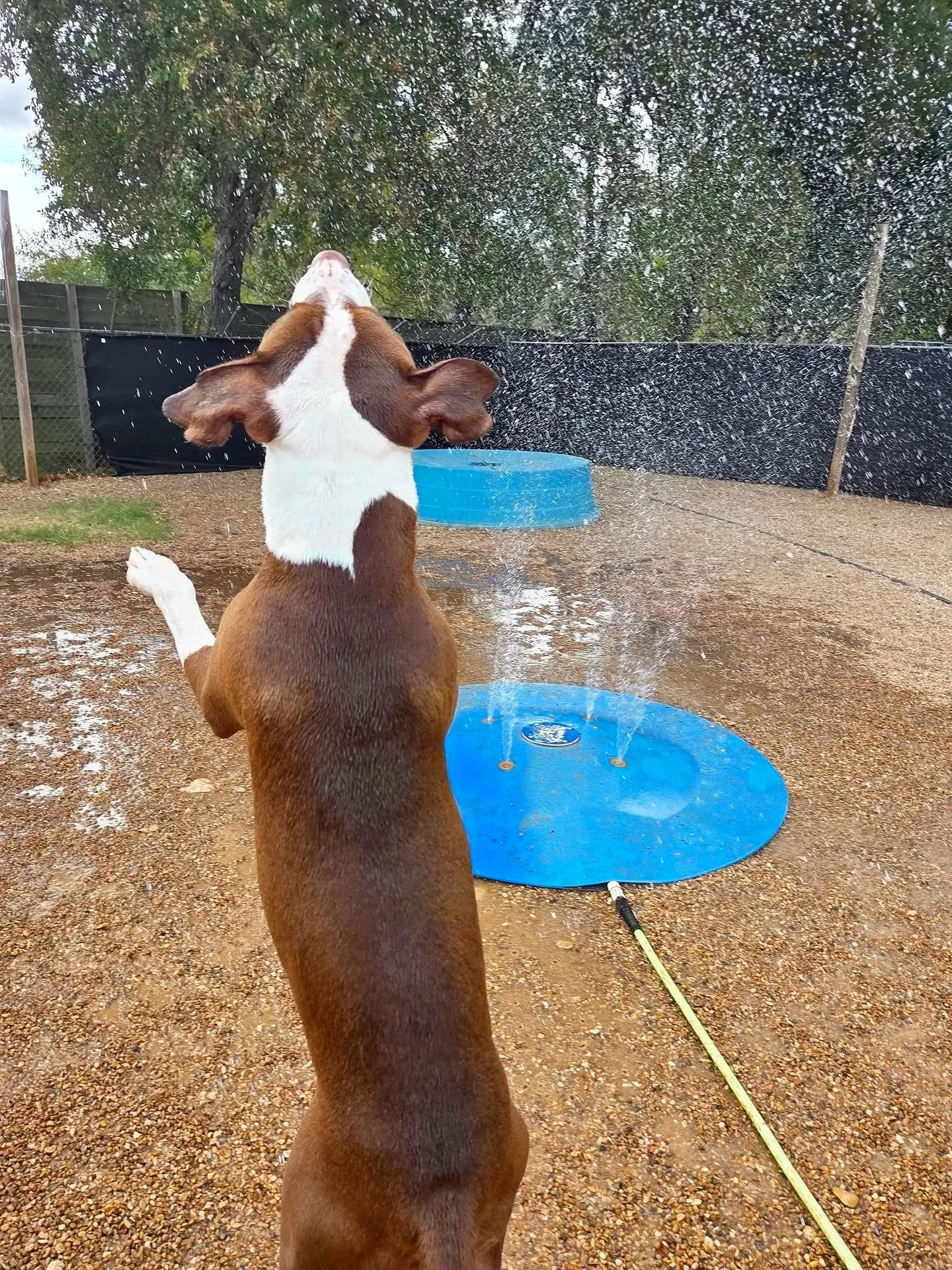 Just splashing around! ðŦ§
#howlnwoofdogdaycare #dogdaycare #dogsofinstagram #dogsofatx #austintexas