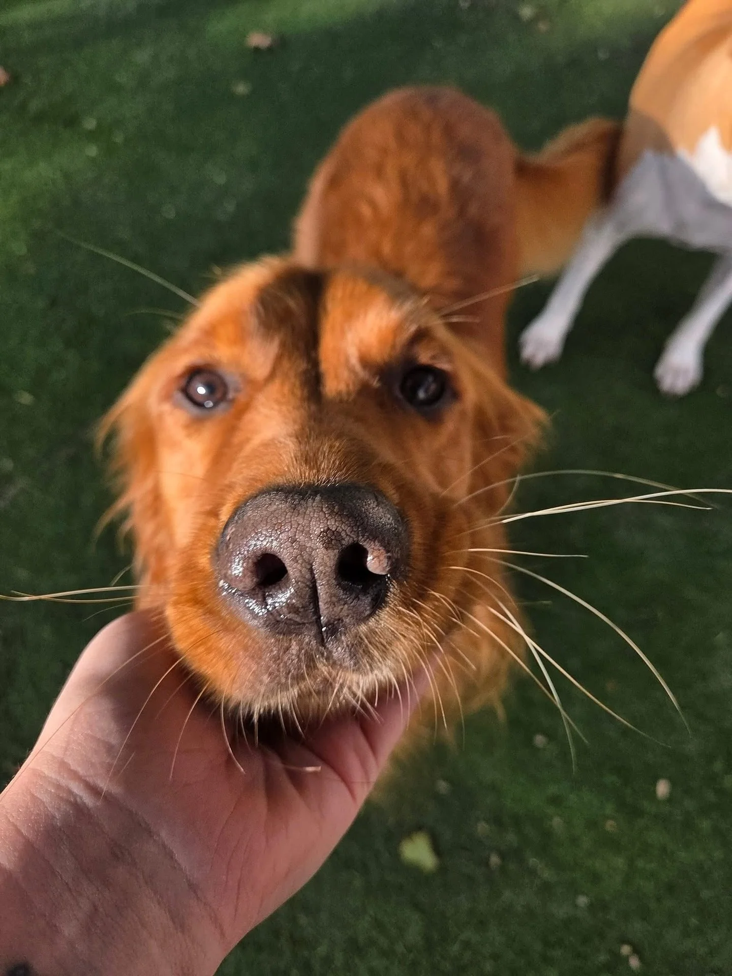 Happy Halloween-Eve! Keep an eye out for our annual costume pics tomorrow! 🤩

#howlnwoofdogdaycare #dogdaycare #dogsofinstagram #dogsofatx #austintexas