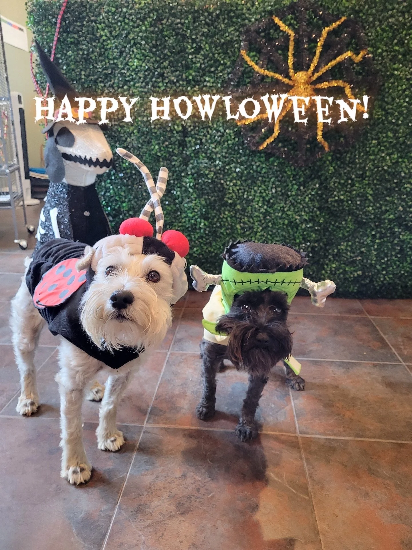 Happy HOWLoween! 🎃 These pups are all dressed up and ready to put the TREAT in trick-or-treat! 🍬

#howlnwoofdogdaycare #dogdaycare #dogsofinstagram #dogsofatx #austintexas
