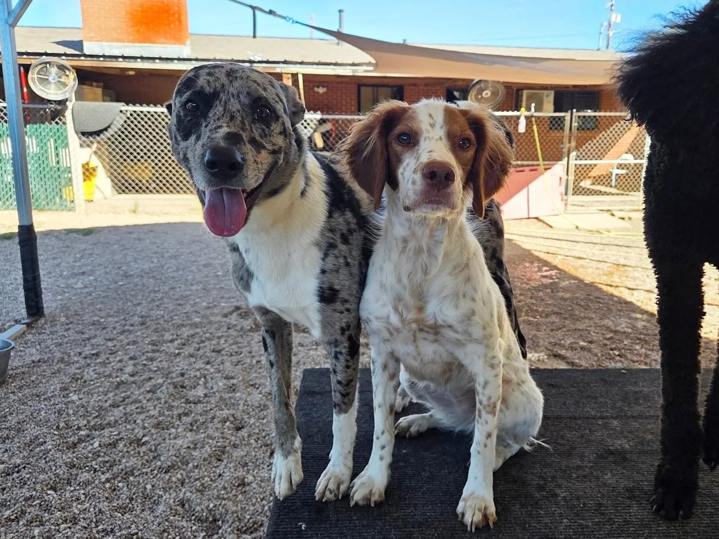 These sweet fuzzy faces always make us smile! 🥰

#howlnwoofdogdaycare #dogdaycare #dogsofinstagram #dogsofatx #austintexas
