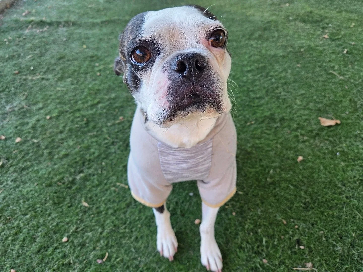 Sweater weather 🧣

#howlnwoofdogdaycare #dogdaycare #dogsofinstagram #dogsofatx #austintexas