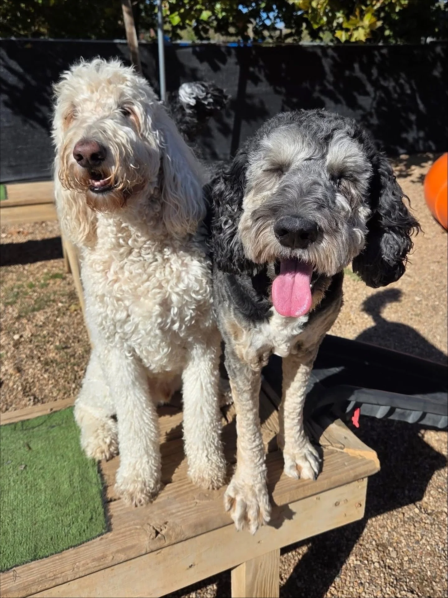 Just a bunch of goofy pups hanging out 🤪

#howlnwoofdogdaycare #dogdaycare #dogsofinstagram #dogsofatx #austintexas