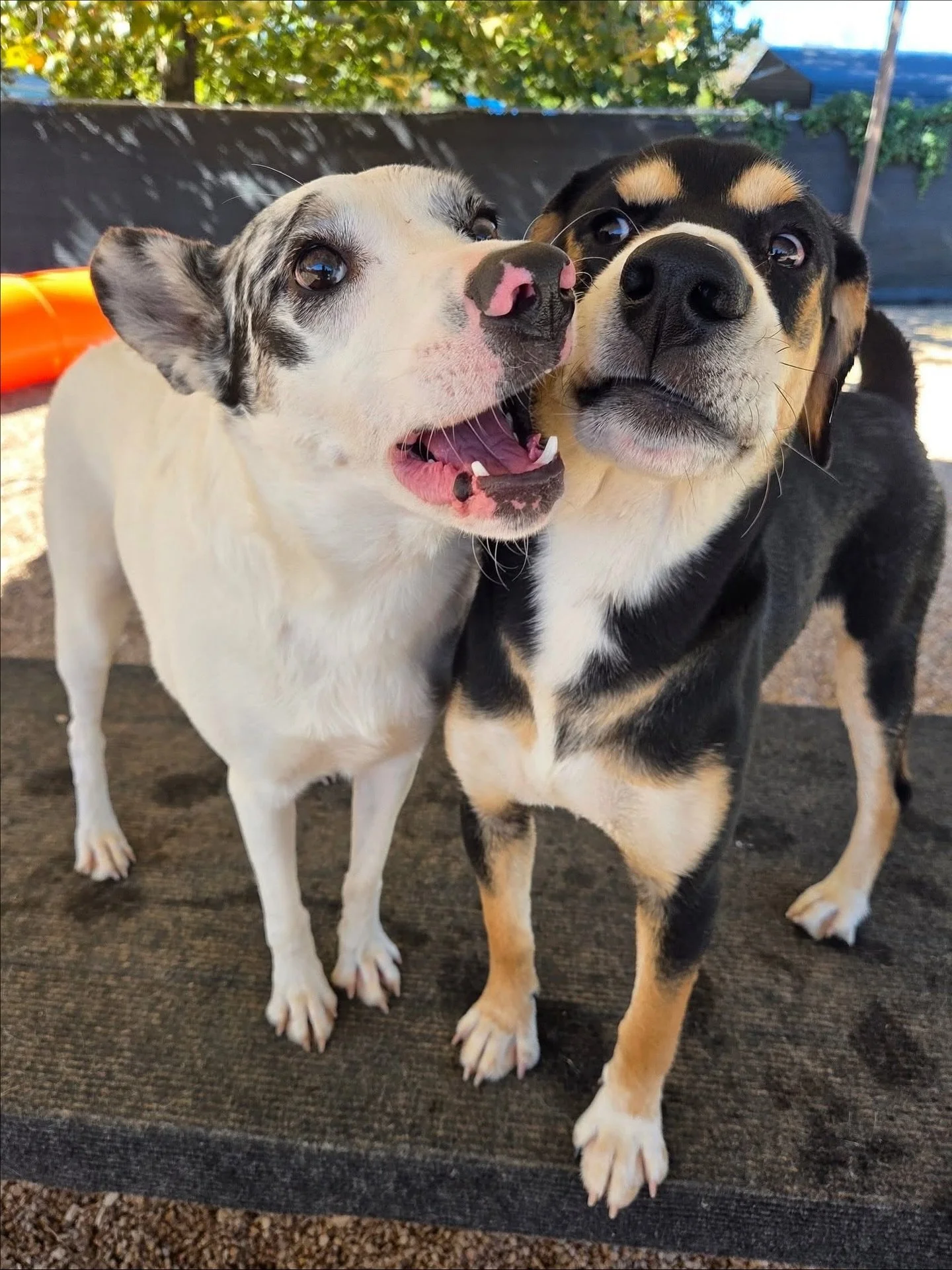Besties for the resties 💕

#howlnwoofdogdaycare #dogdaycare #dogsofinstagram #dogsofatx #austintexas
