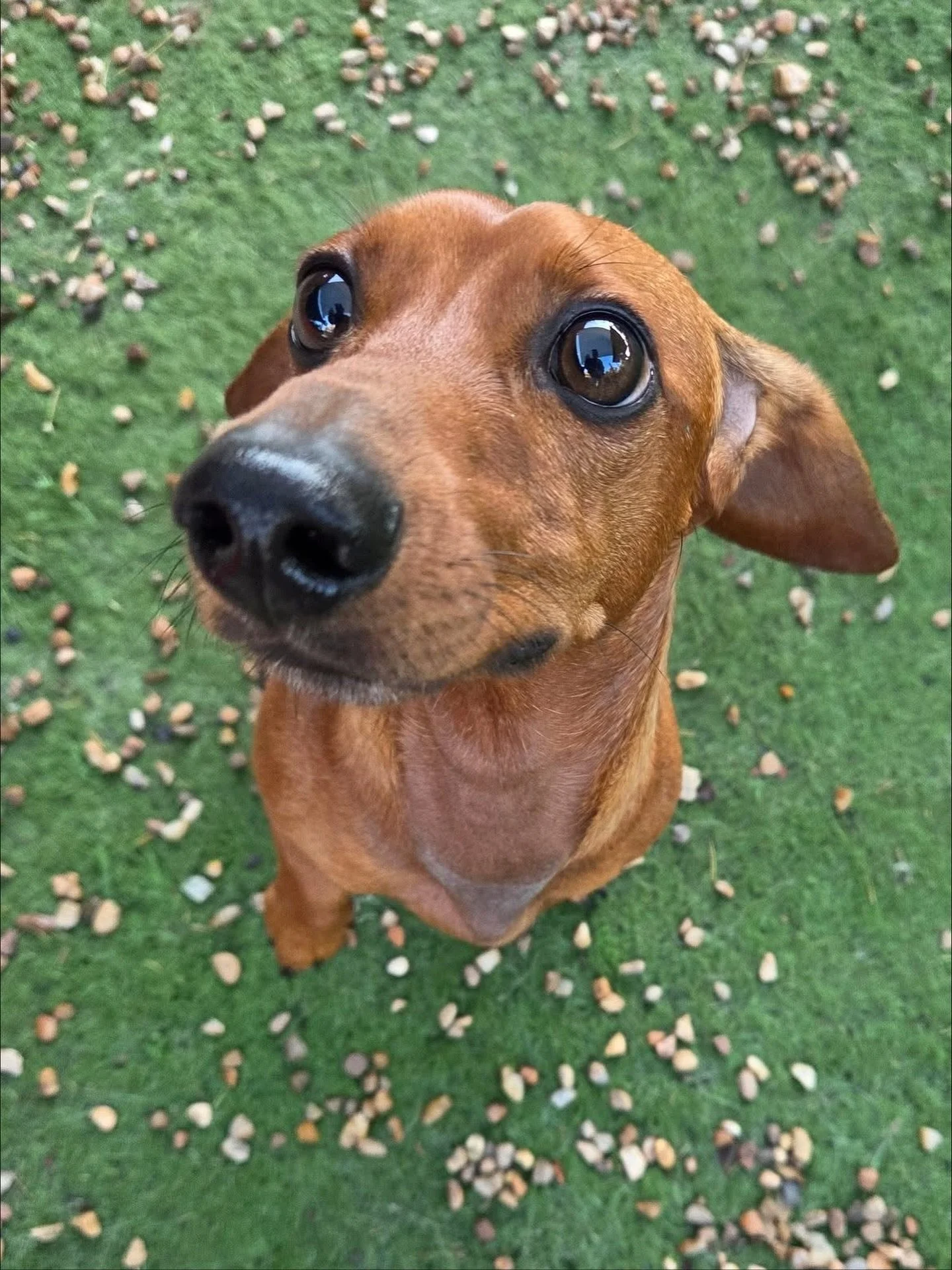 Happy Monday from these cutie patooties 😍

#howlnwoofdogdaycare #dogdaycare #dogsofinstagram #dogsofatx #austintexas