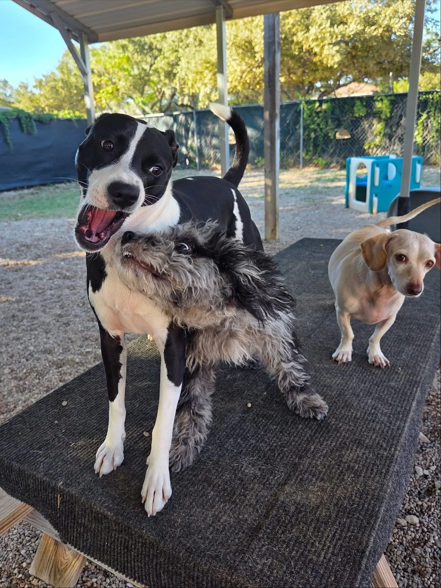 The happiest pups under the sun ☀️

#howlnwoofdogdaycare #dogdaycare #dogsofinstagram #dogsofatx #austintexas
