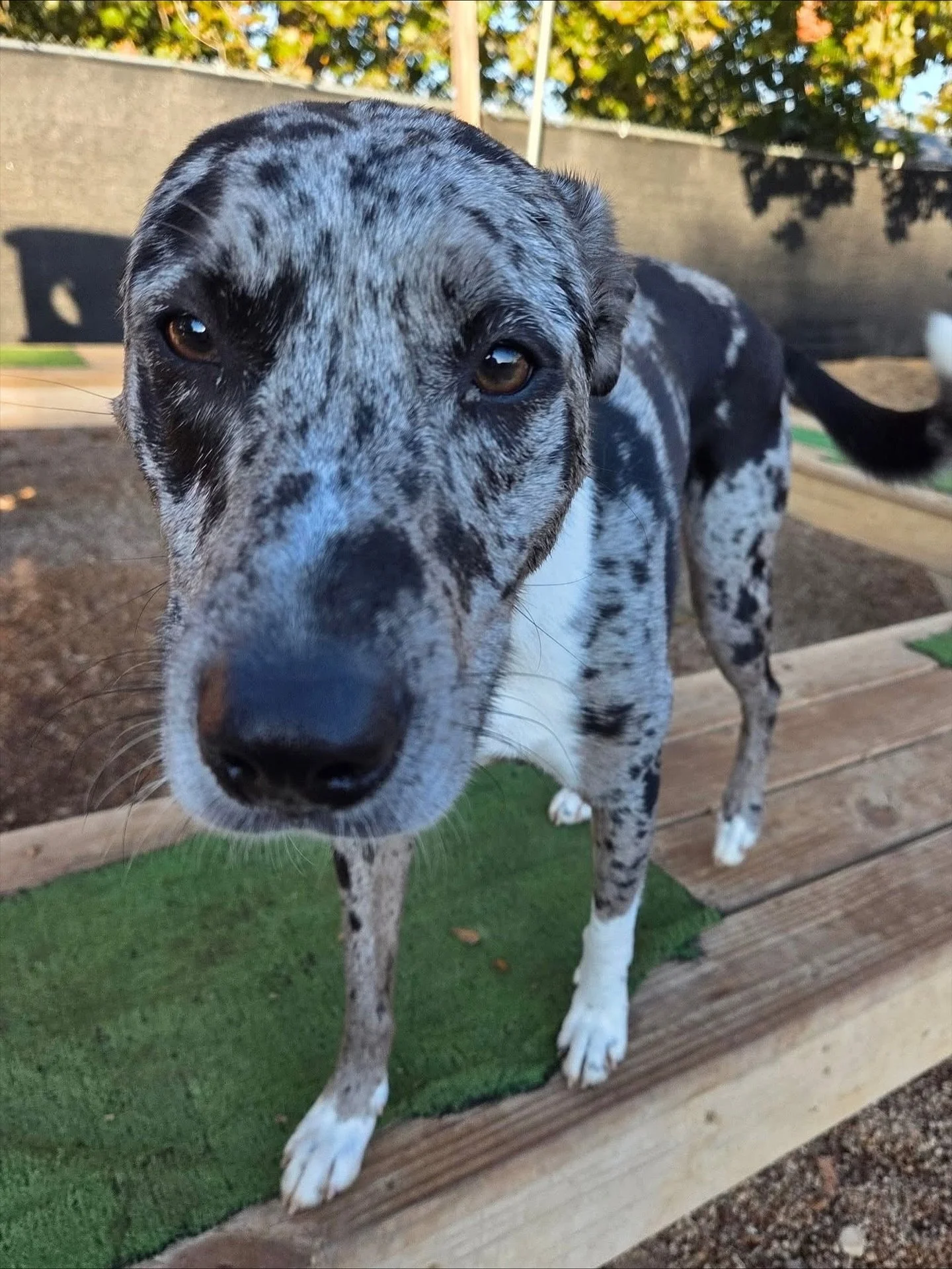 Midweek zoomies in full swing 💨🐾

#howlnwoofdogdaycare #dogdaycare #dogsofinstagram #dogsofatx #austintexas