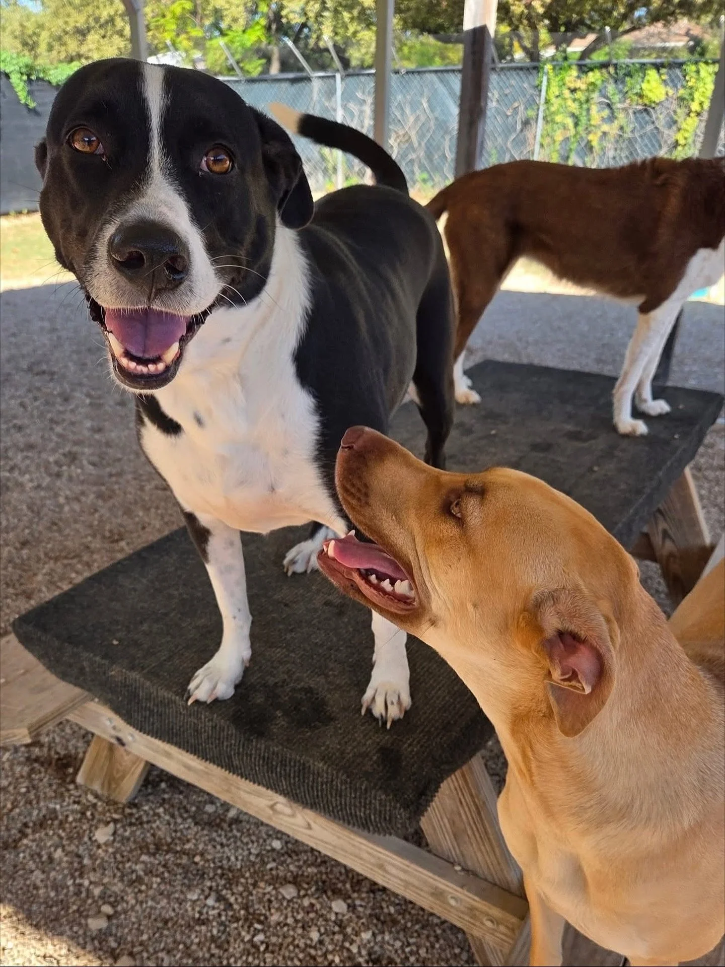 Big smiles with best friends 💕

#howlnwoofdogdaycare #dogdaycare #dogsofinstagram #dogsofatx #austintexas