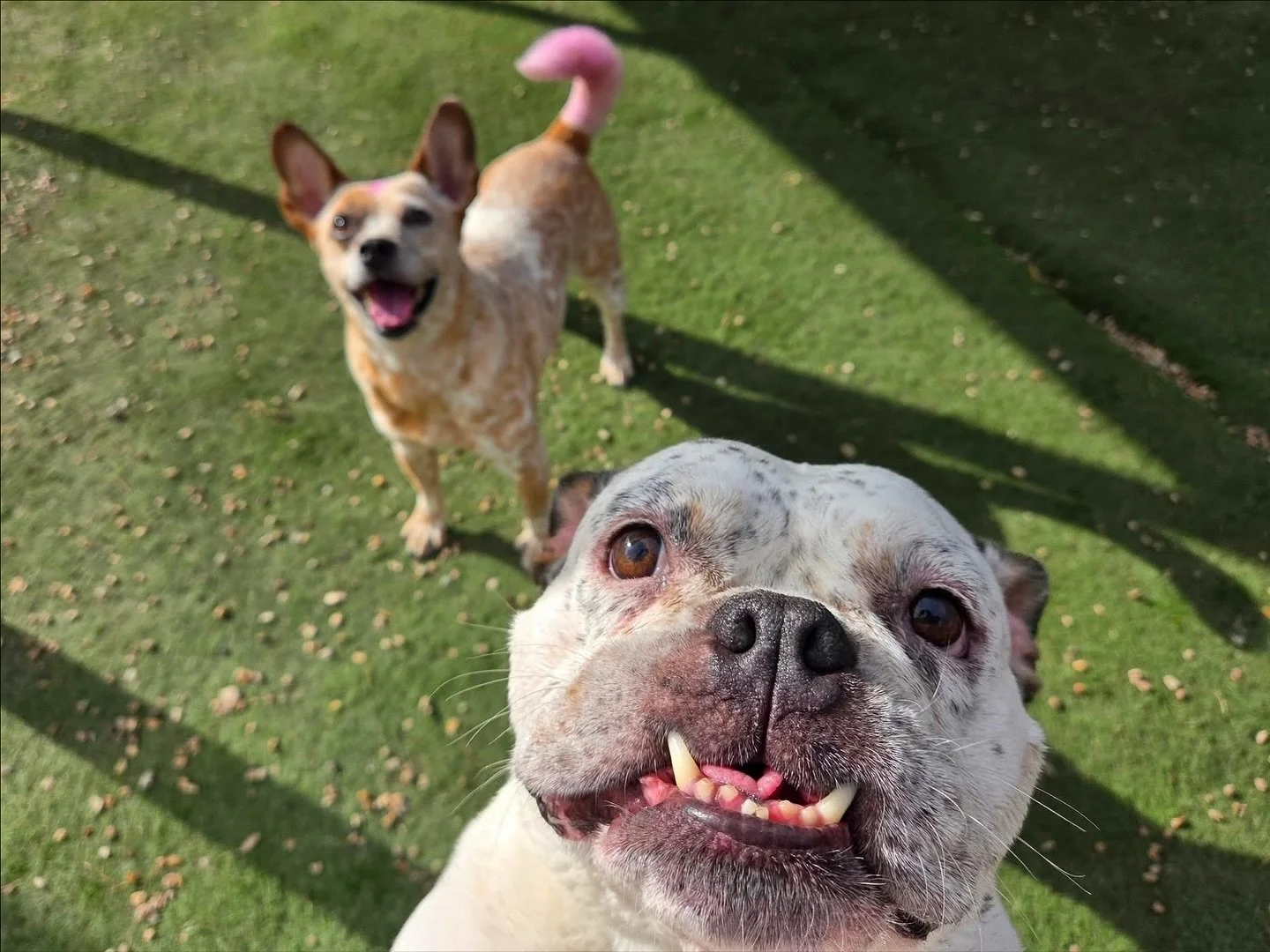 End of the week = full hearts and tired pups 🐶💤

#howlnwoofdogdaycare #dogdaycare #dogsofinstagram #dogsofatx #austintexas
