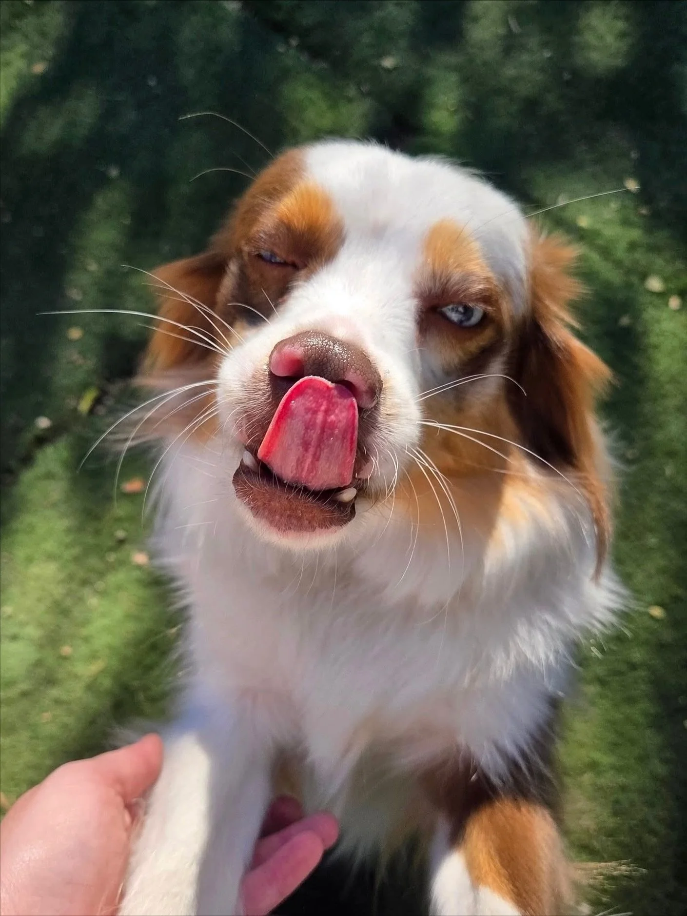 Tongues out if you&rsquo;re ready for another great week! 🤪

#howlnwoofdogdaycare #dogdaycare #dogsofinstagram #dogsofatx #austintexas