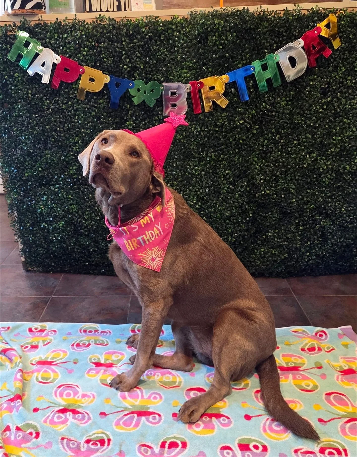 Every day is a party at Howl N Woof! 🎉

#howlnwoofdogdaycare #dogdaycare #dogsofinstagram #dogsofatx #austintexas