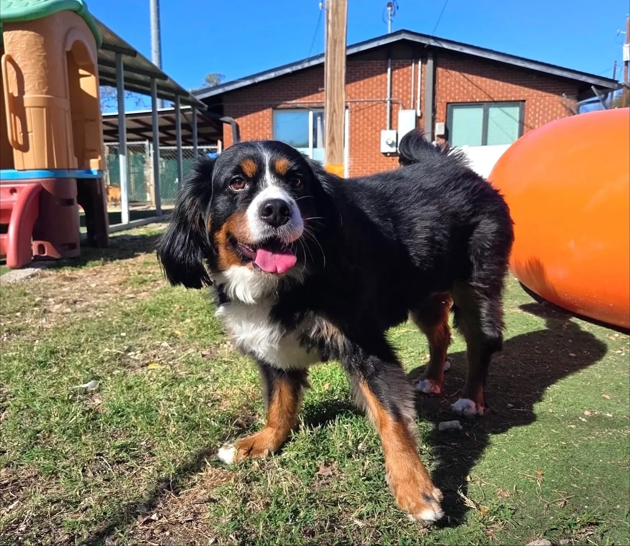 Everybody do the Wednesday wiggle! 🐶

#howlnwoofdogdaycare #dogdaycare #dogsofinstagram #dogsofatx #austintexas