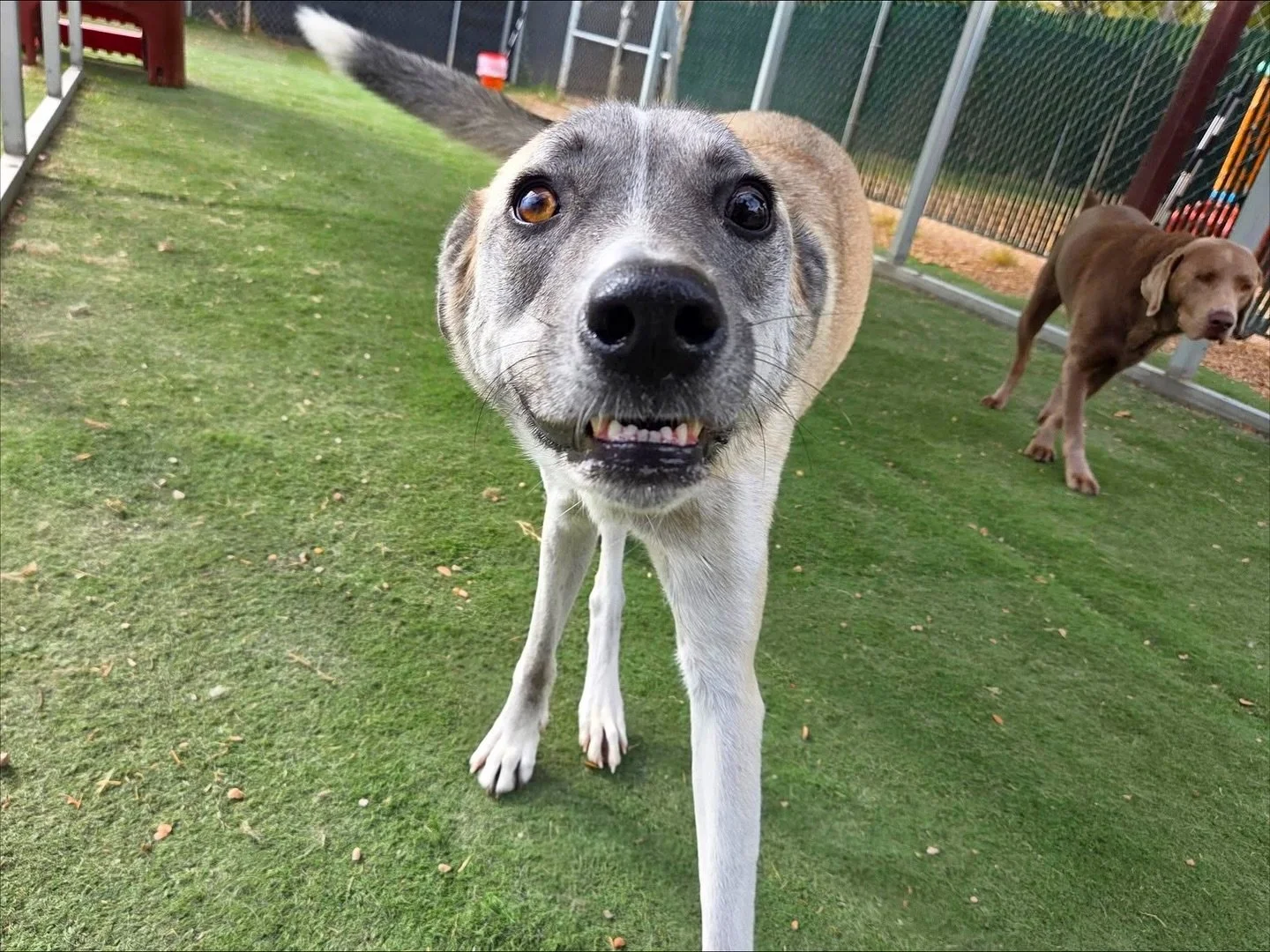 Happy almost-Friday! 😉

#howlnwoofdogdaycare #dogdaycare #dogsofinstagram #dogsofatx #austintexas