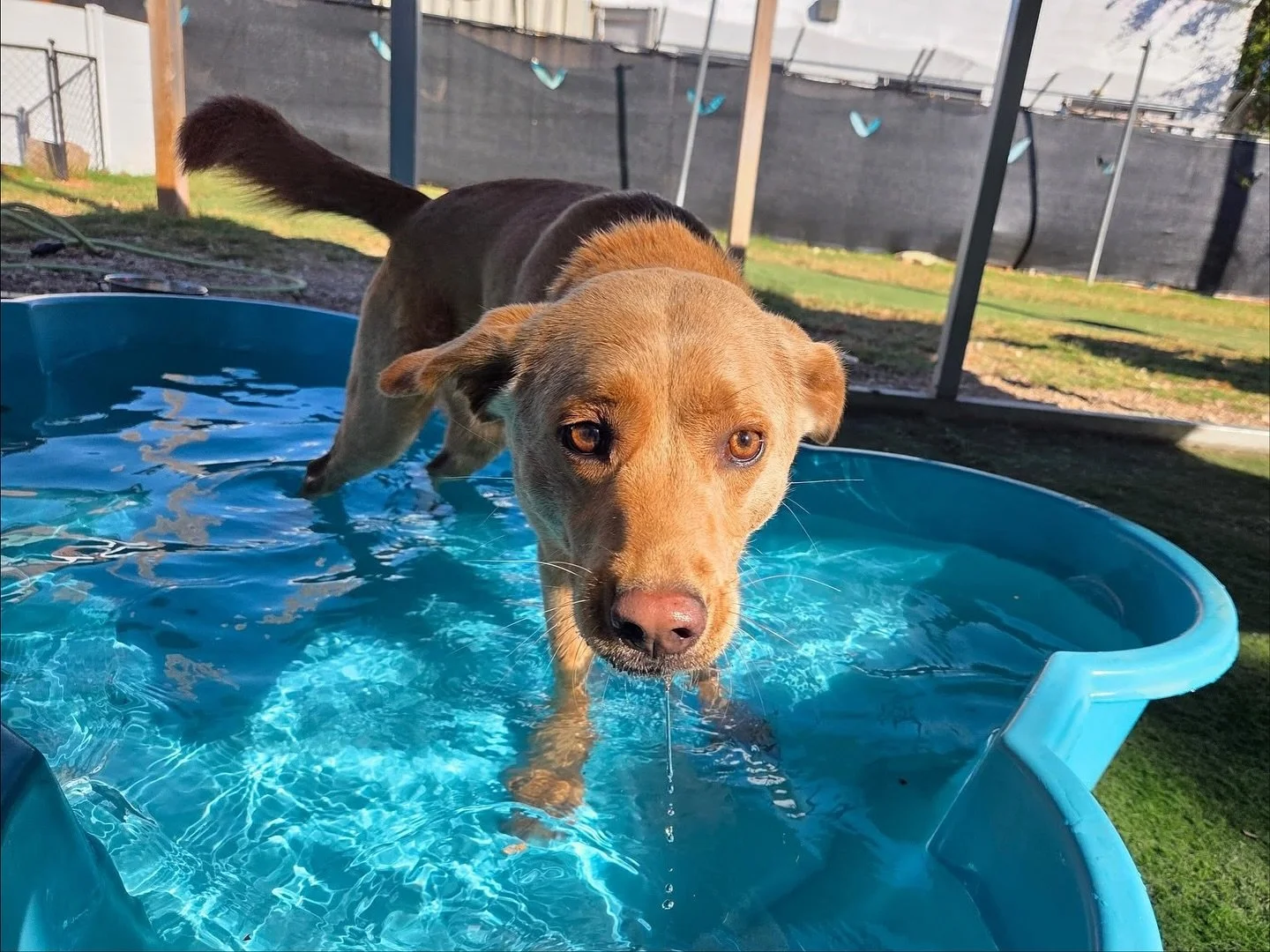 All smiles on this lovely Friday! ☀️

#howlnwoofdogdaycare #dogdaycare #dogsofinstagram #dogsofatx #austintexas