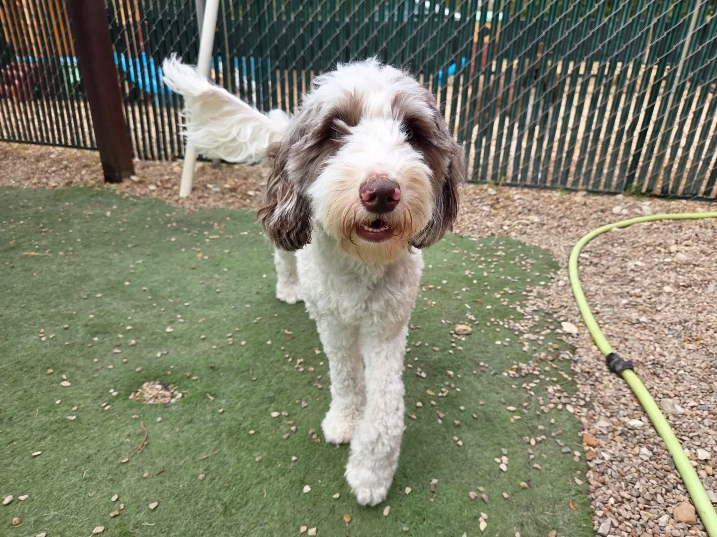 Monday funday! 🤩

#howlnwoofdogdaycare #dogdaycare #dogsofinstagram #dogsofatx #austintexas