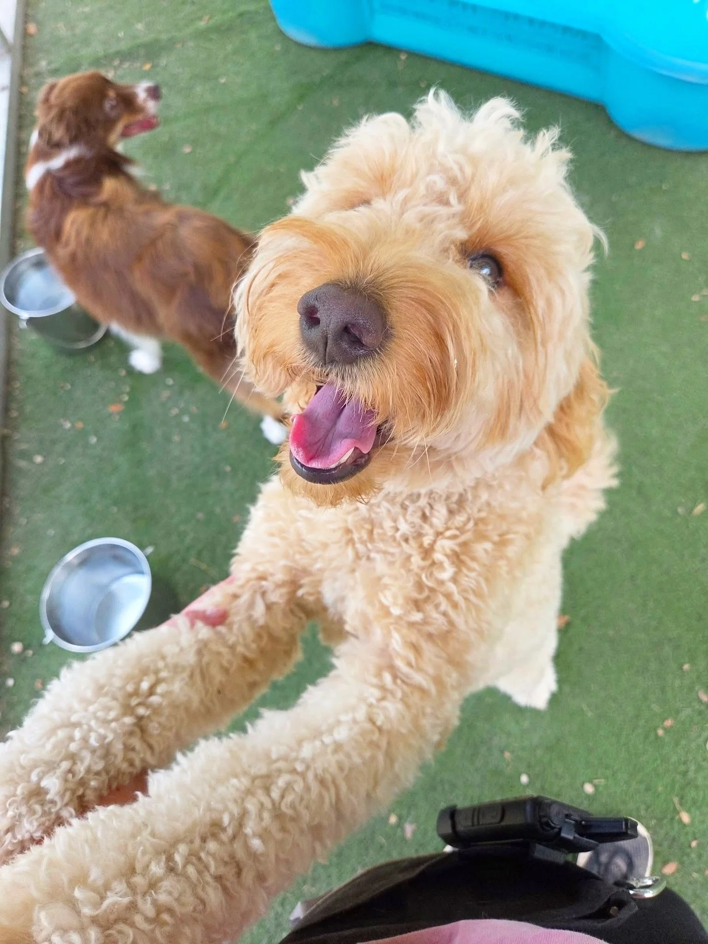 Happy babies 💕

#howlnwoofdogdaycare #dogdaycare #dogsofinstagram #dogsofatx #austintexas