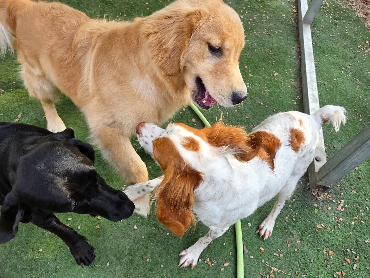 Waggin&rsquo; Wednesday 🐶

#howlnwoofdogdaycare #dogdaycare #dogsofinstagram #dogsofatx #austintexas