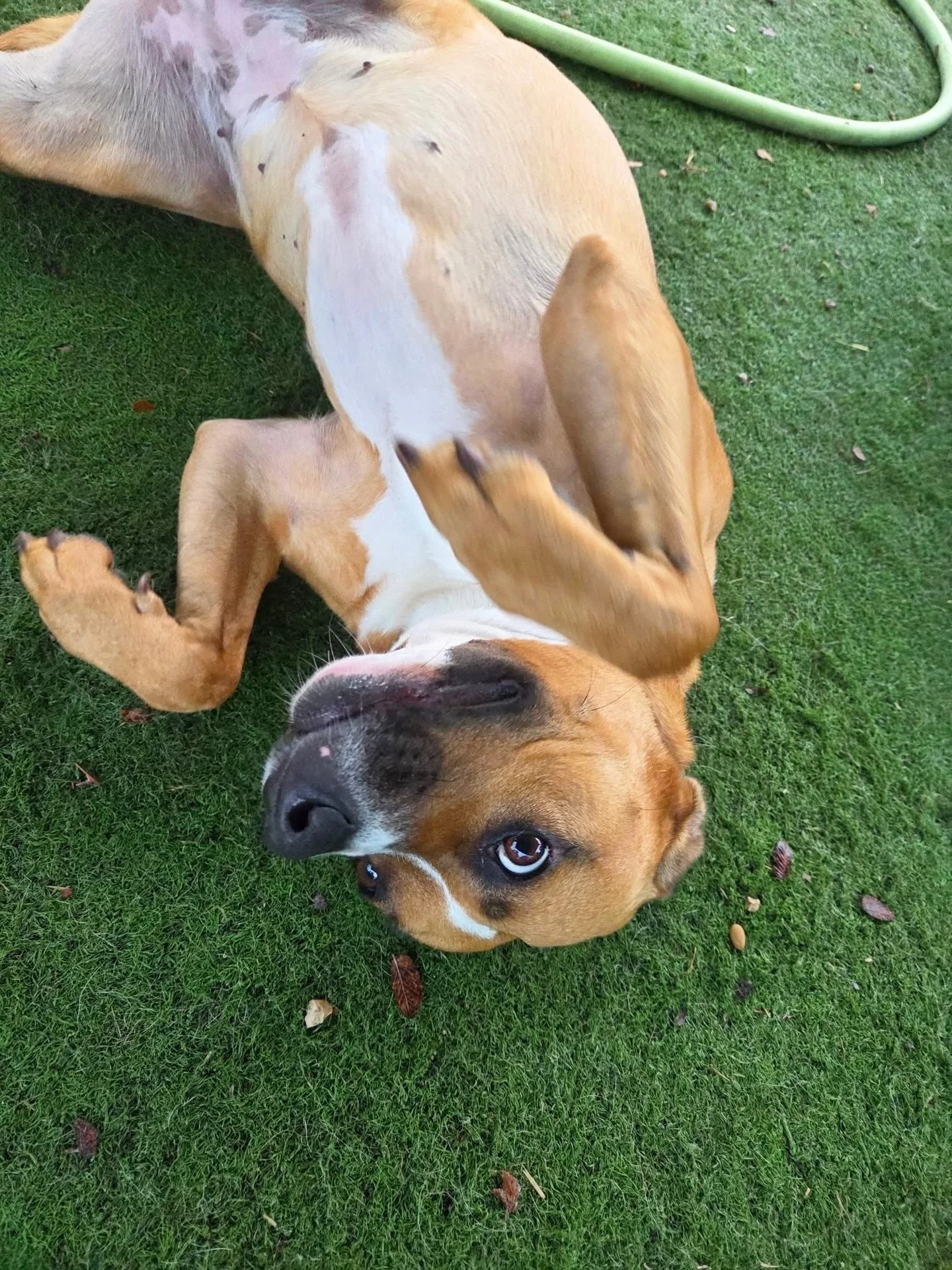 Lola is rolling with joy! 🥳

#howlnwoofdogdaycare #dogdaycare #dogsofinstagram #dogsofatx #austintexas