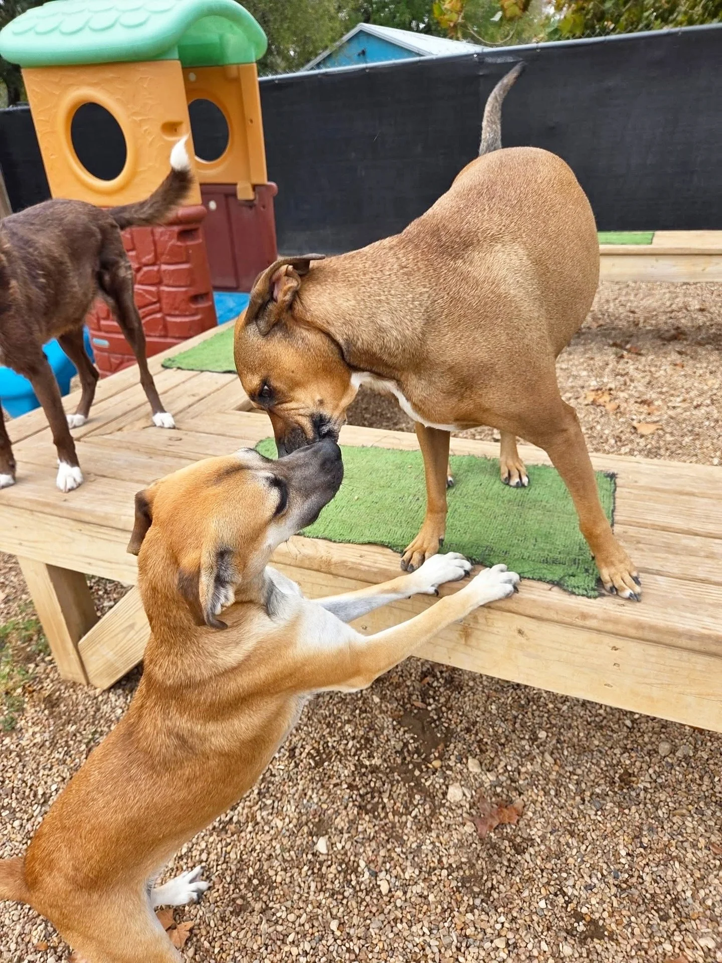Kisses 💋

#howlnwoofdogdaycare #dogdaycare #dogsofinstagram #dogsofatx #austintexas