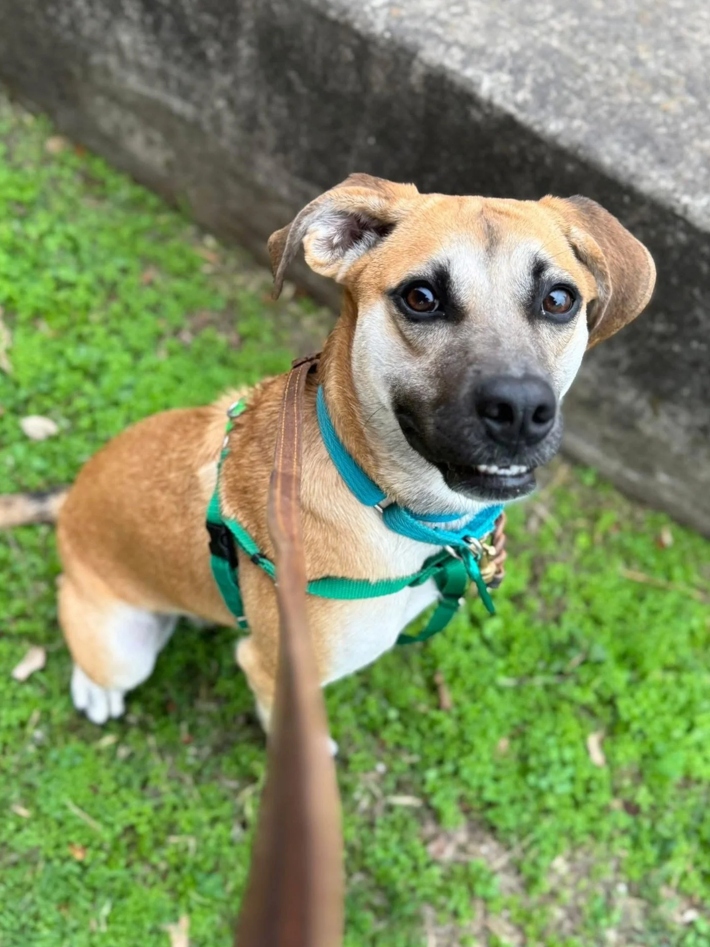 Bright and happy faces 🤩

#howlnwoofdogdaycare #dogdaycare #dogsofinstagram #dogsofatx #austintexas