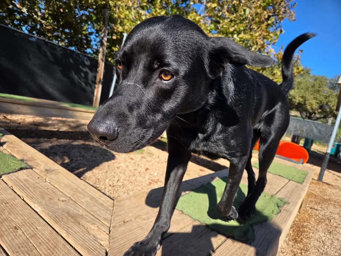 Just some playful pups 😁🐾

#howlnwoofdogdaycare #dogdaycare #dogsofinstagram #dogsofatx #austintexas
