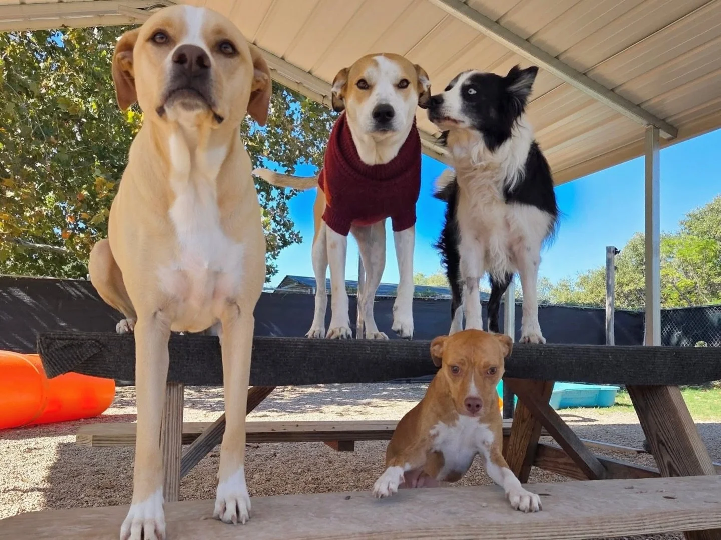 Fall &ldquo;family photos&rdquo; 📸🍁

#howlnwoofdogdaycare #dogdaycare #dogsofinstagram #dogsofatx #austintexas