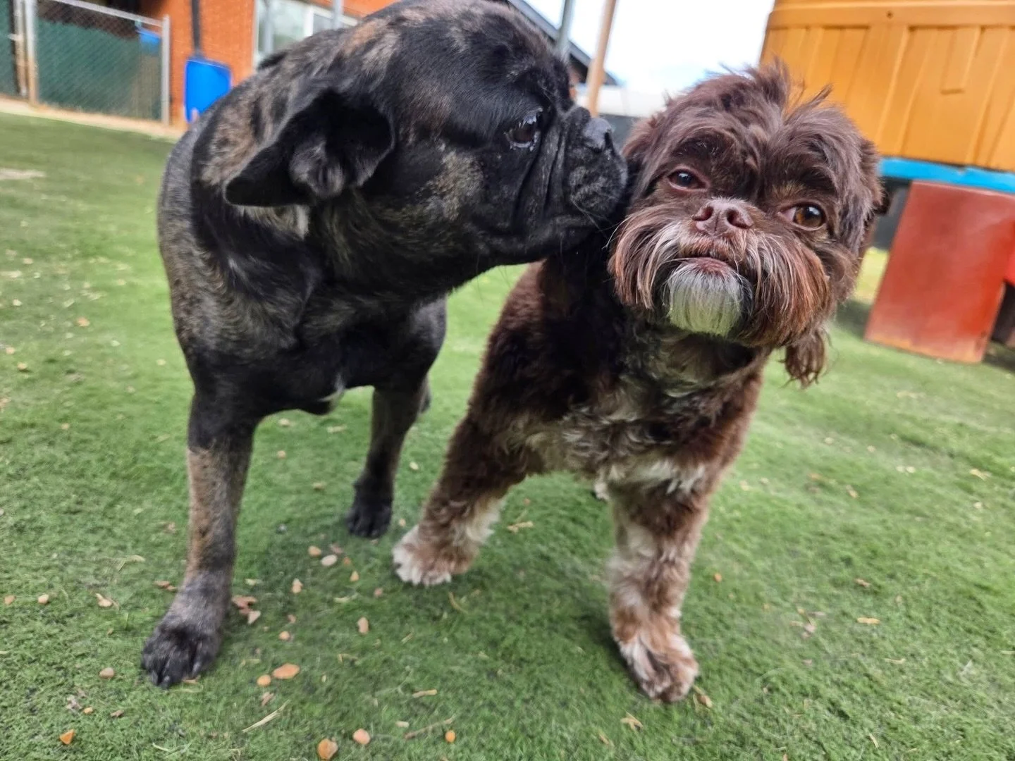 All hugs and kisses here 🥰

#howlnwoofdogdaycare #dogdaycare #dogsofinstagram #dogsofatx #austintexas