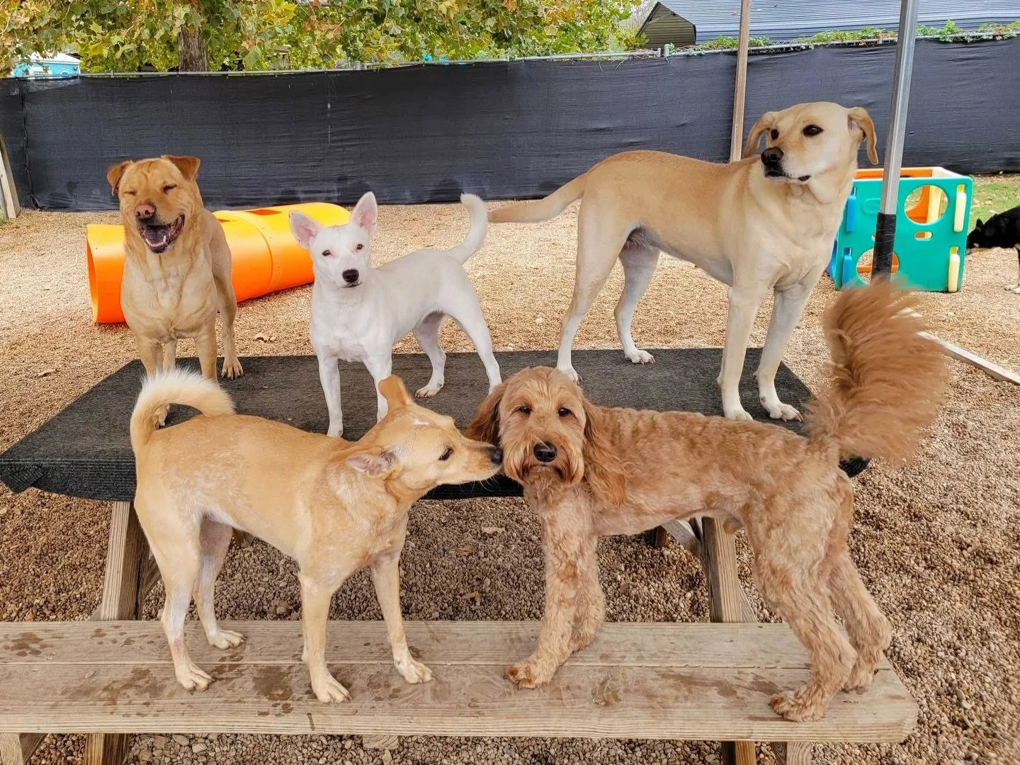 The happiest of Fridays! ☀️

#howlnwoofdogdaycare #dogdaycare #dogsofinstagram #dogsofatx #austintexas