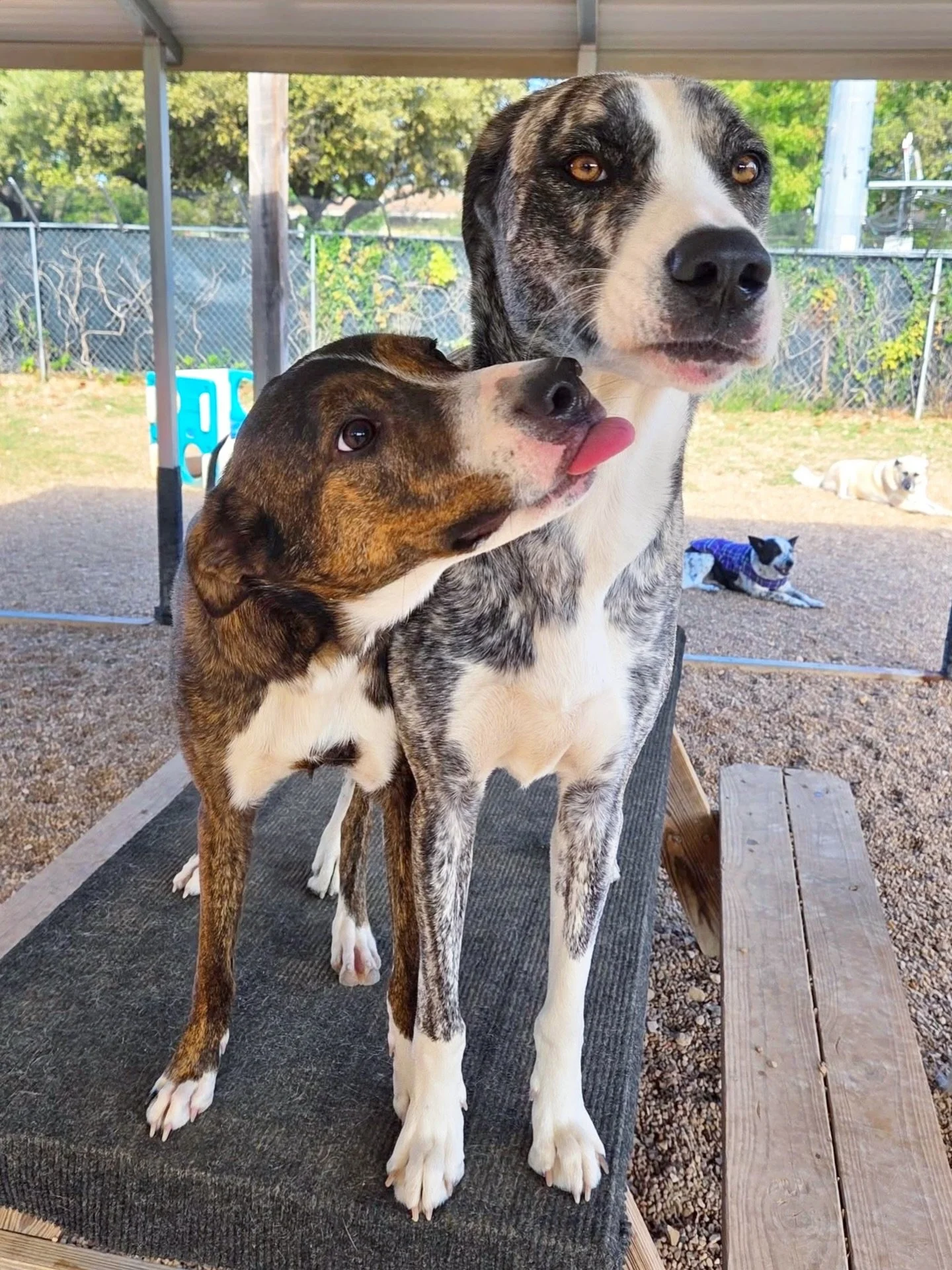 Furry friends 💕

#howlnwoofdogdaycare #dogdaycare #dogsofinstagram #dogsofatx #austintexas