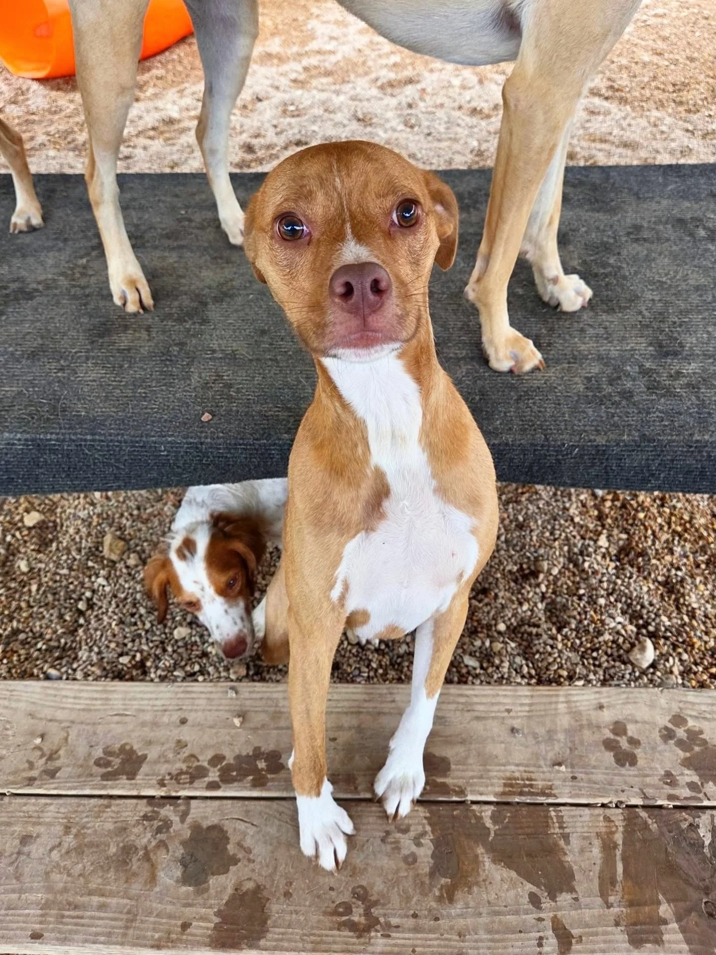 The cutest pups in town 🥰

#howlnwoofdogdaycare #dogdaycare #dogsofinstagram #dogsofatx #austintexas