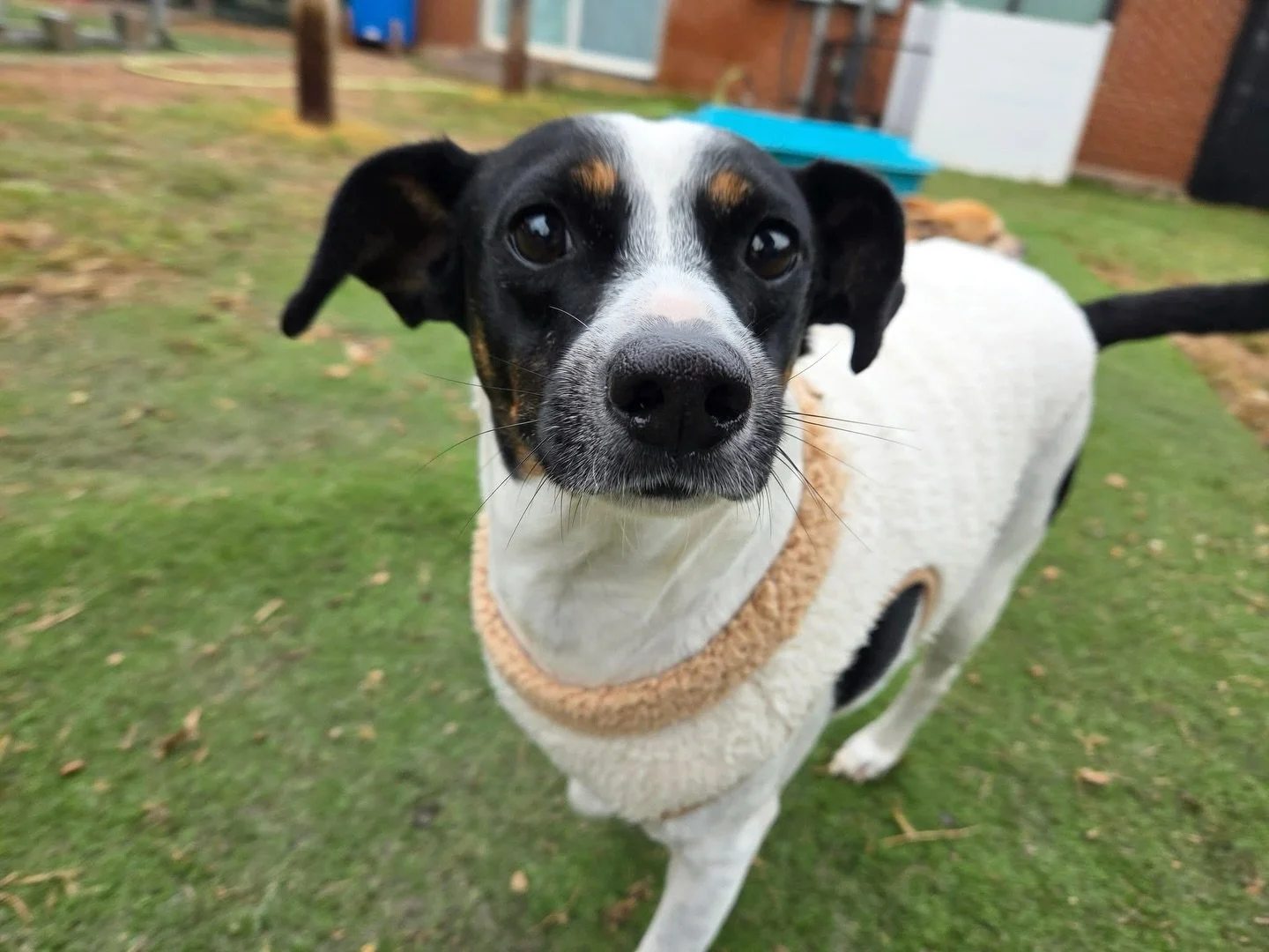 A little cold can&rsquo;t slow these guys down! ❄️

#howlnwoofdogdaycare #dogdaycare #dogsofinstagram #dogsofatx #austintexas