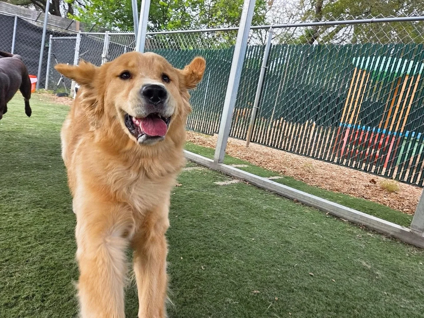 Floppy ears, full of joy 😁

#howlnwoofdogdaycare #dogdaycare #dogsofinstagram #dogsofatx #austintexas