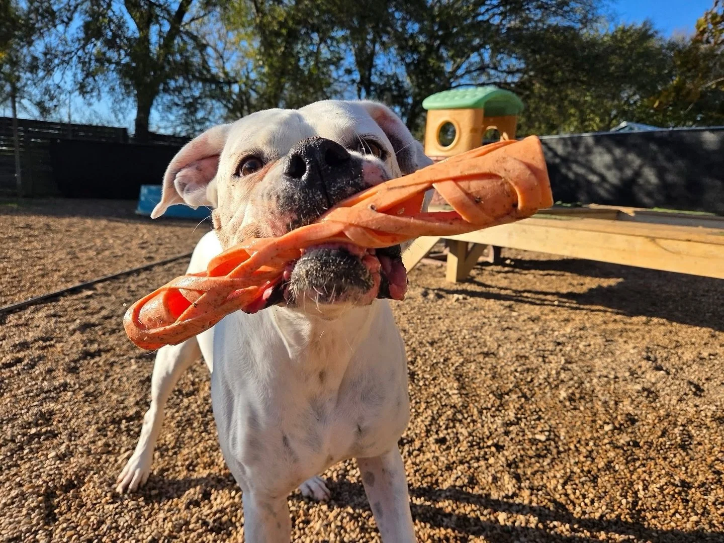 These pups are in full Friday mode 😎

#howlnwoofdogdaycare #dogdaycare #dogsofinstagram #dogsofatx #austintexas