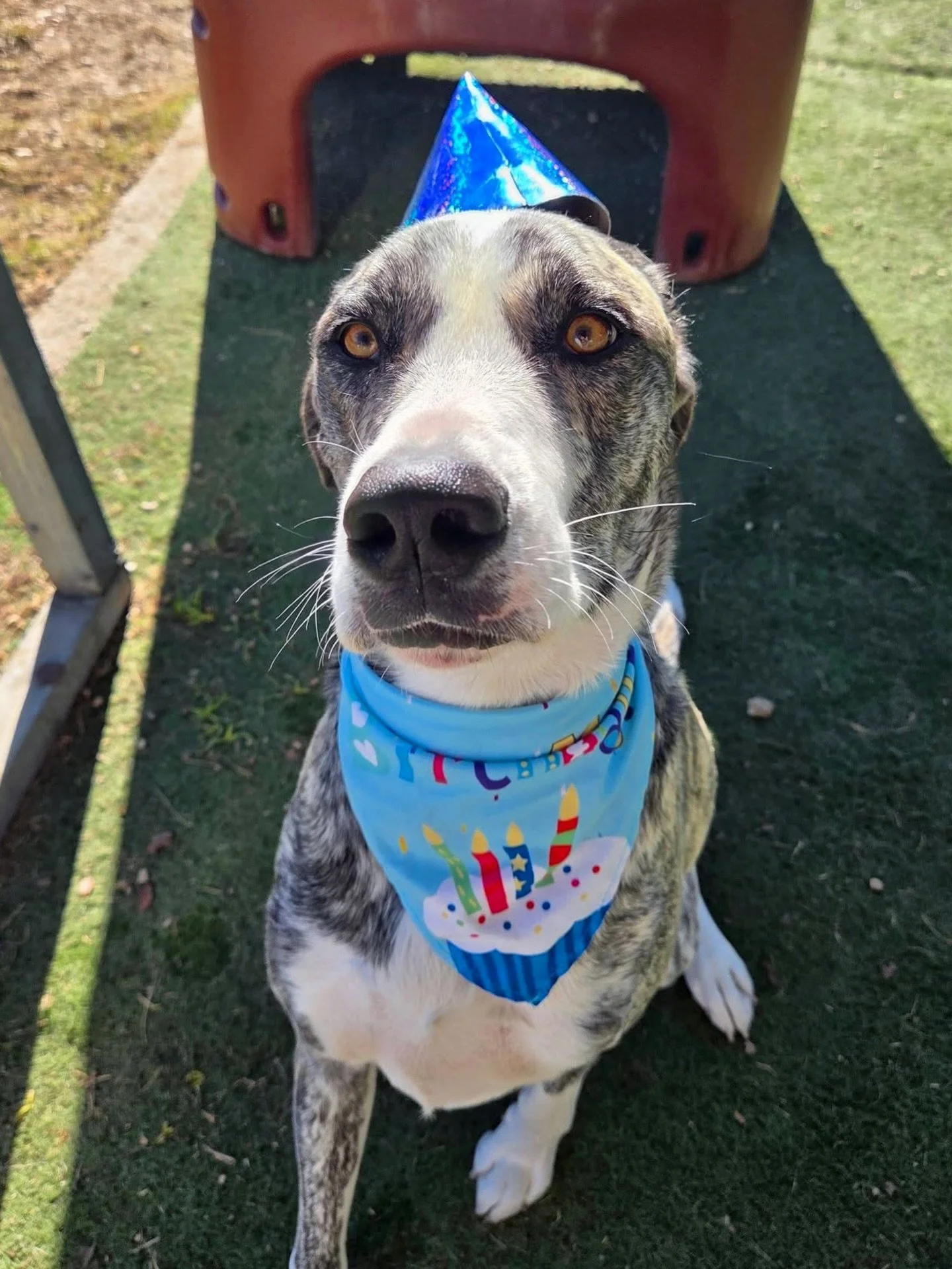 Asher &amp; Maya are birthday twins! 🥳

#howlnwoofdogdaycare #dogdaycare #dogsofinstagram #dogsofatx #austintexas