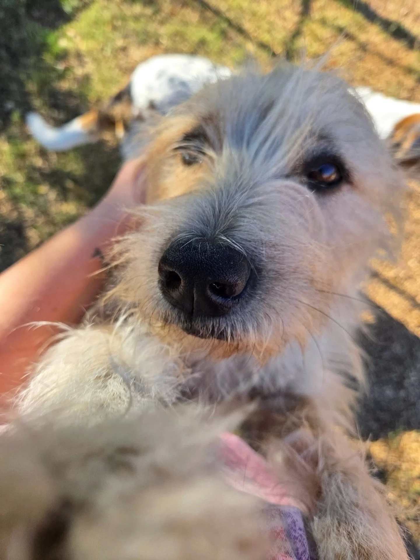pov: you&rsquo;re getting the best kind of hug 🐾

#howlnwoofdogdaycare #dogdaycare #dogsofinstagram #dogsofatx #austintexas