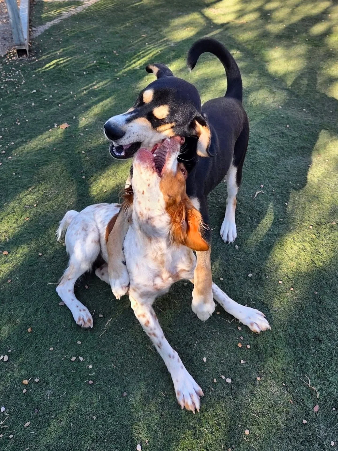 Best pals 💗

#howlnwoofdogdaycare #dogdaycare #dogsofinstagram #dogsofatx #austintexas