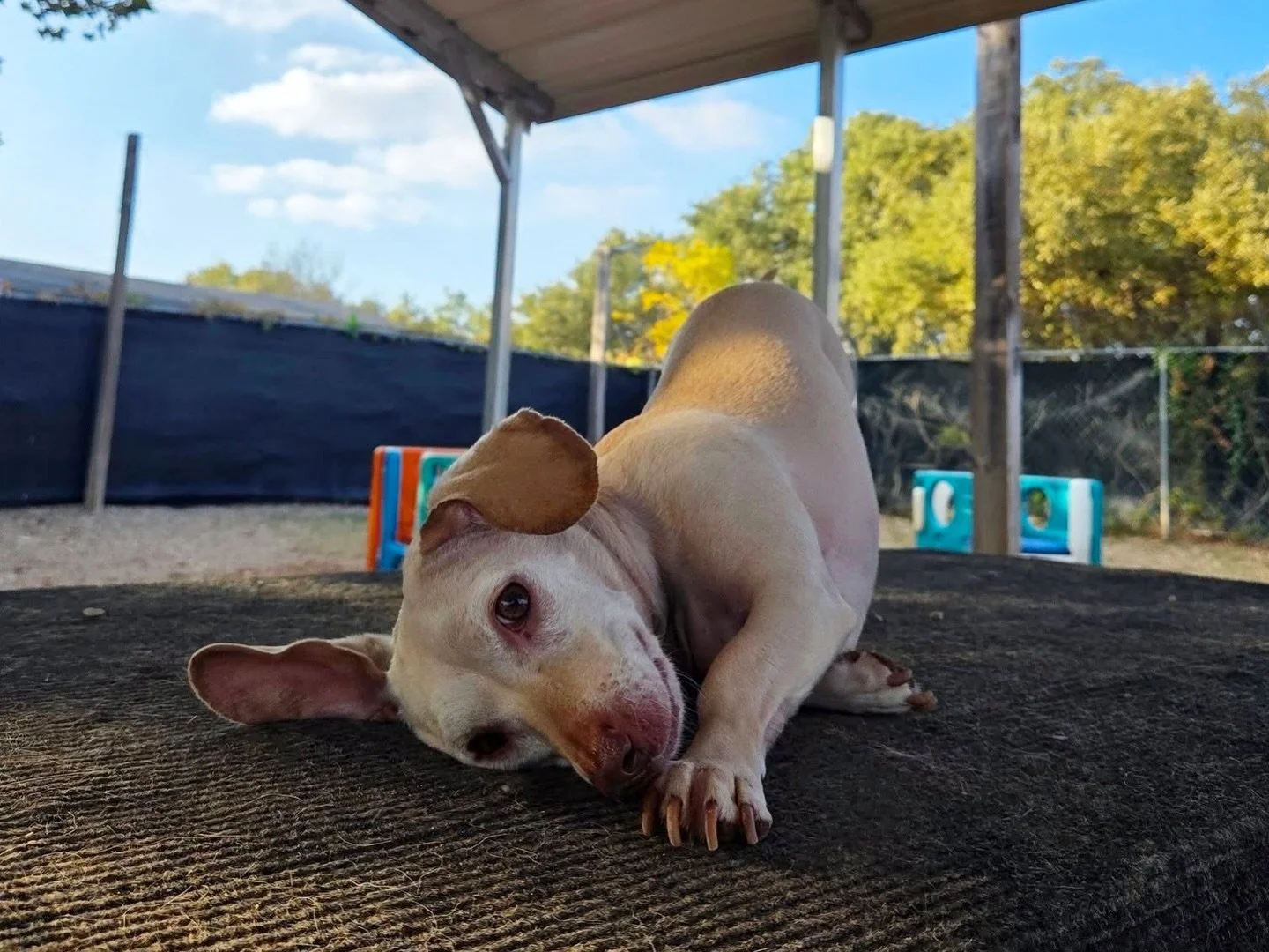 Lazy Thursday with Phil 😴

#howlnwoofdogdaycare #dogdaycare #dogsofinstagram #dogsofatx #austintexas