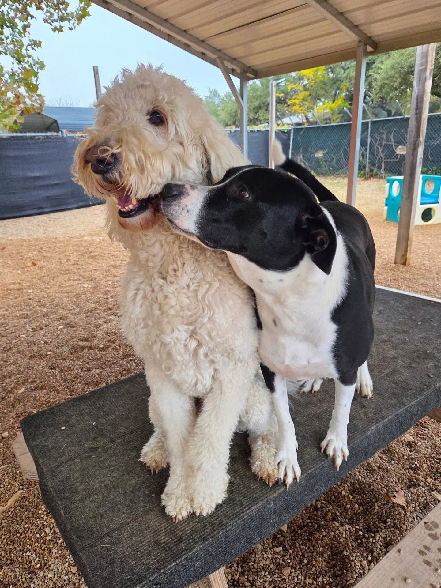 Sweetest babies 🐶💕

#howlnwoofdogdaycare #dogdaycare #dogsofinstagram #dogsofatx #austintexas