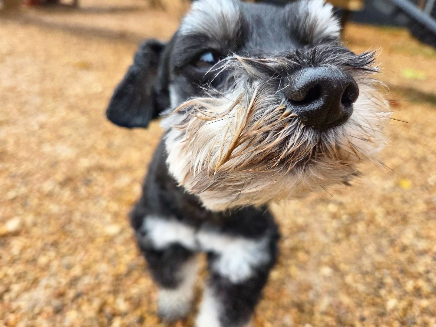 Cutie pies 🥧

#howlnwoofdogdaycare #dogdaycare #dogsofinstagram #dogsofatx #austintexas