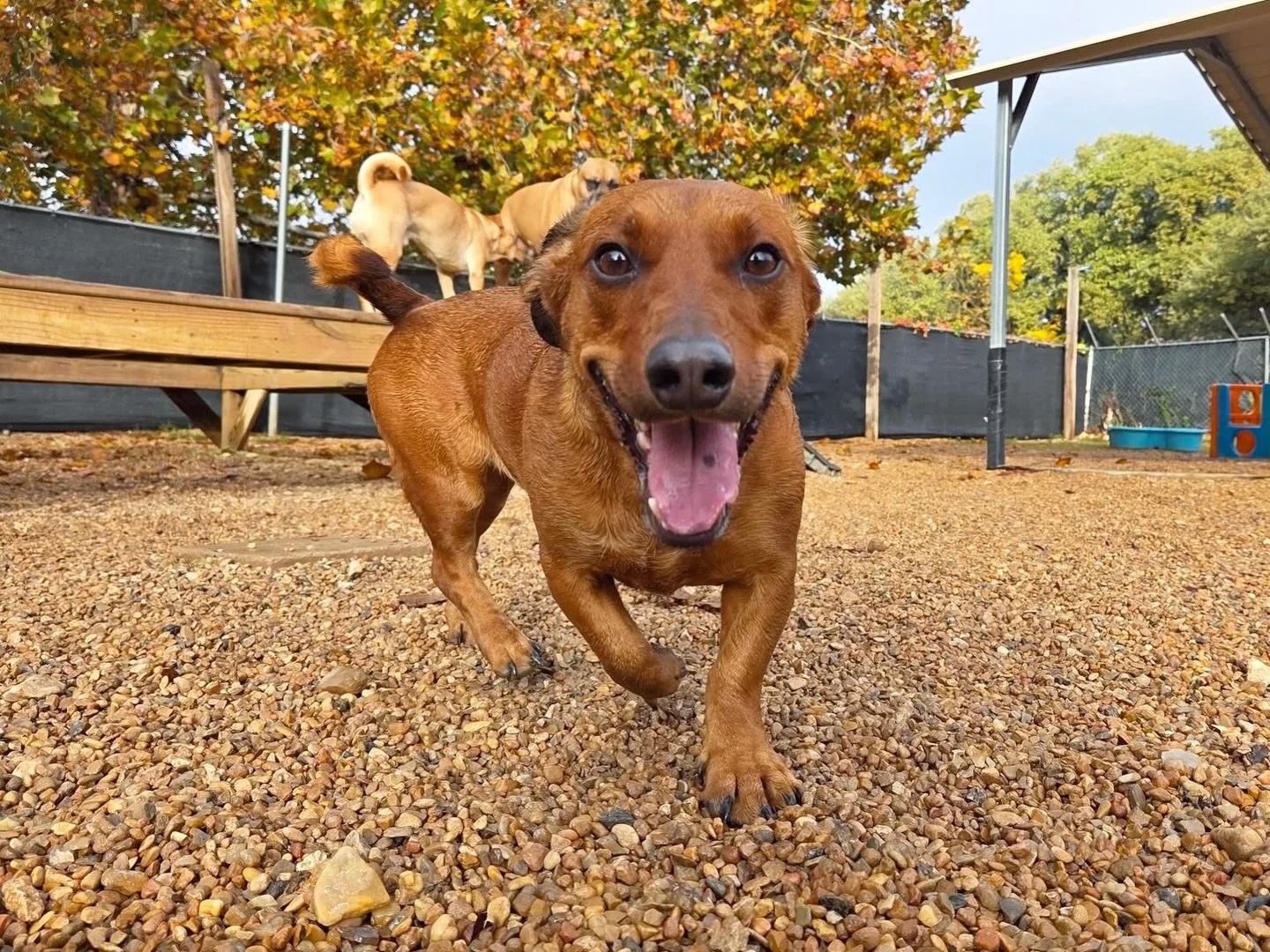 Big smiles 😁

#howlnwoofdogdaycare #dogdaycare #dogsofinstagram #dogsofatx #austintexas