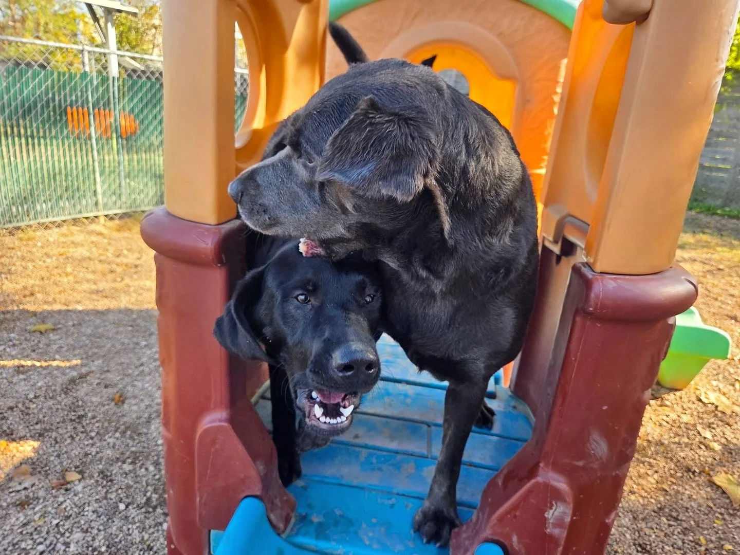 Just dog things 🐕

#howlnwoofdogdaycare #dogdaycare #dogsofinstagram #dogsofatx #austintexas