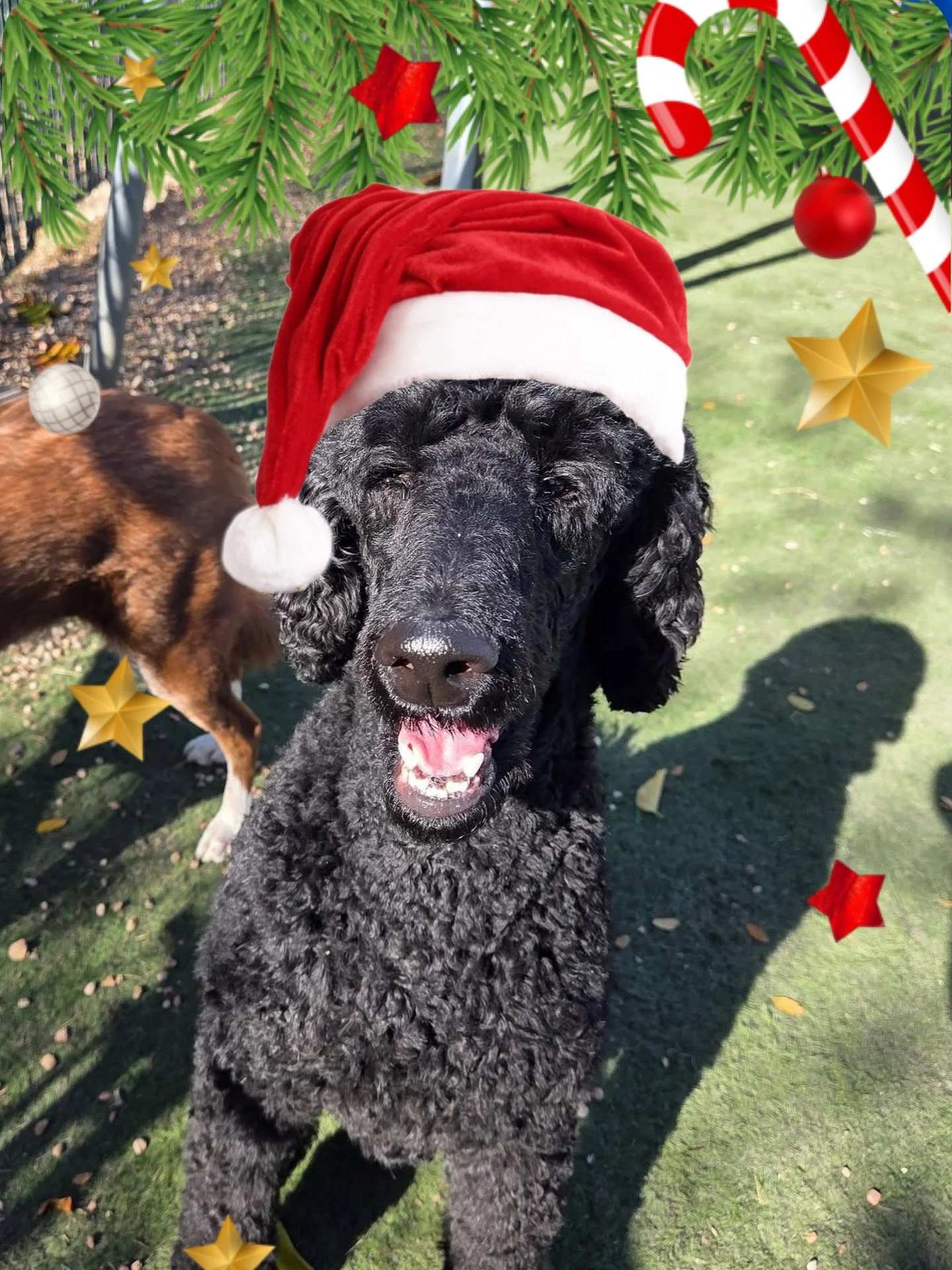 Merry Christmas &amp; Happy Holidays from the Woof Pack! 🎅🏻🎄

#howlnwoofdogdaycare #dogdaycare #dogsofinstagram #dogsofatx #austintexas