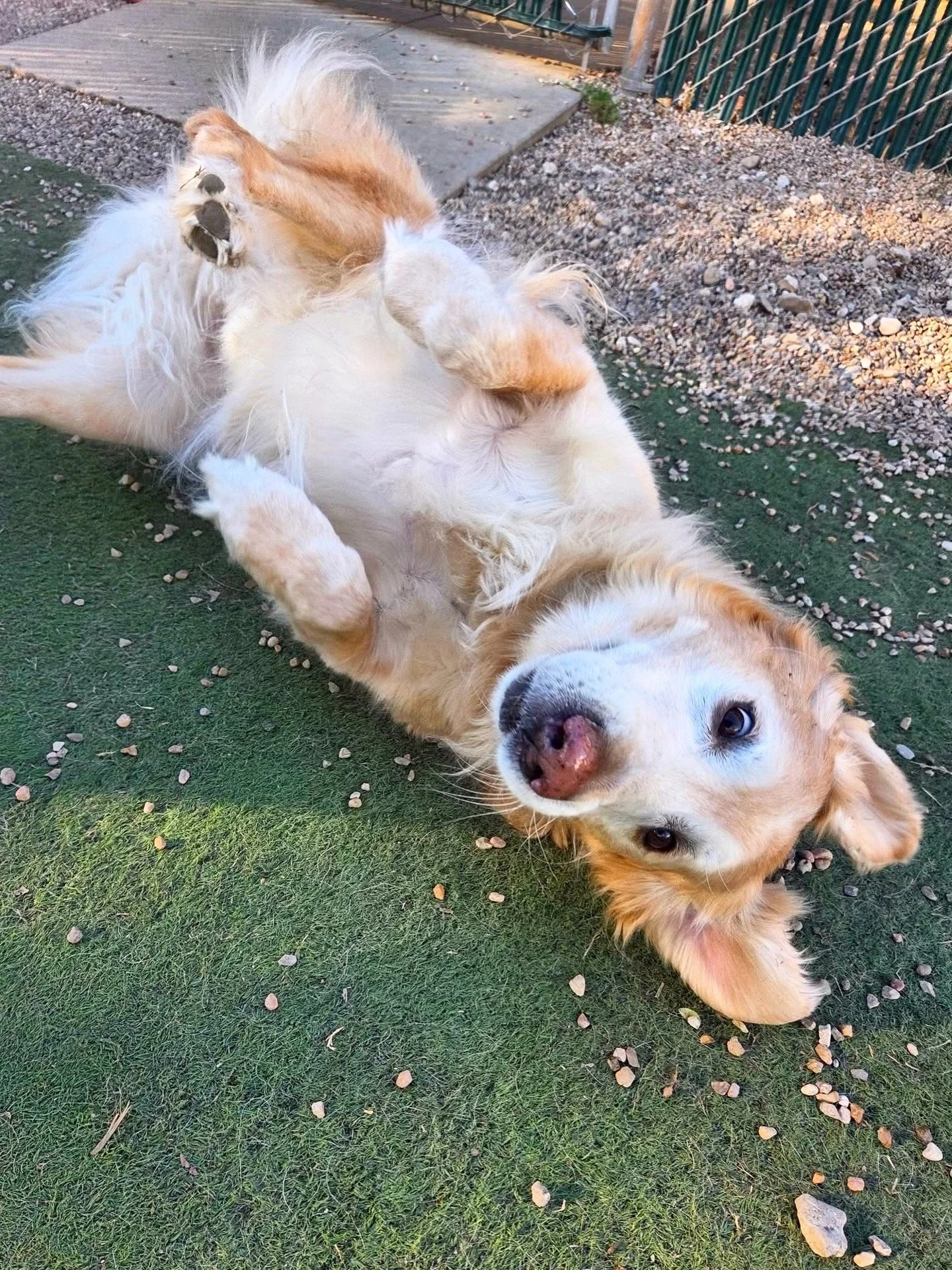 Goofy goobers 🤪

#howlnwoofdogdaycare #dogdaycare #dogsofinstagram #dogsofatx #austintexas