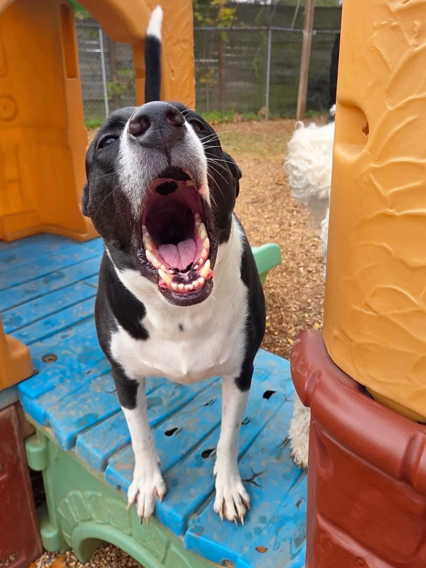 Ahhhhh! It&rsquo;s the last (half) week of the year! 🤩

#howlnwoofdogdaycare #dogdaycare #dogsofinstagram #dogsofatx #austintexas