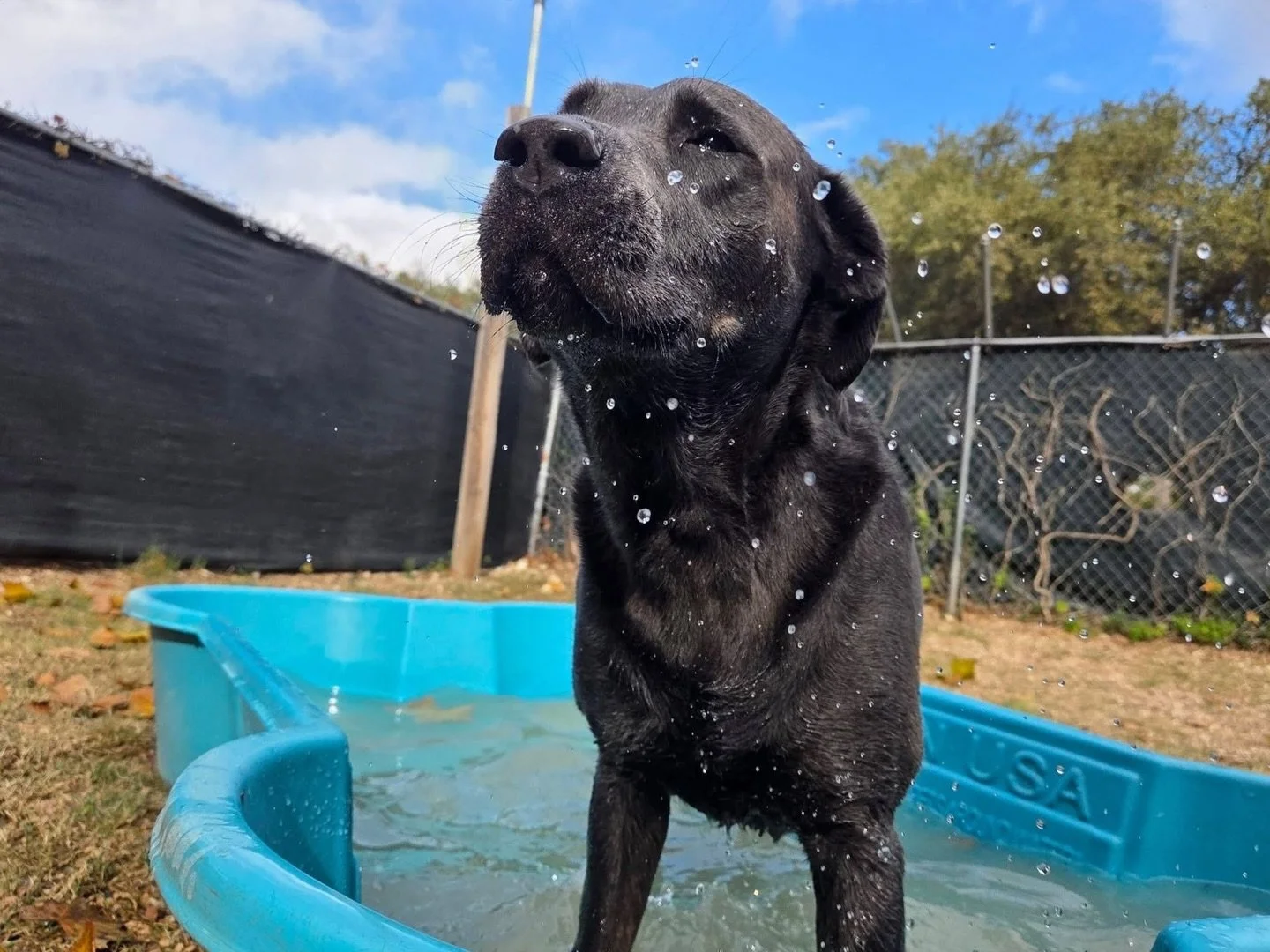 Splish splash 🐬

#howlnwoofdogdaycare #dogdaycare #dogsofinstagram #dogsofatx #austintexas