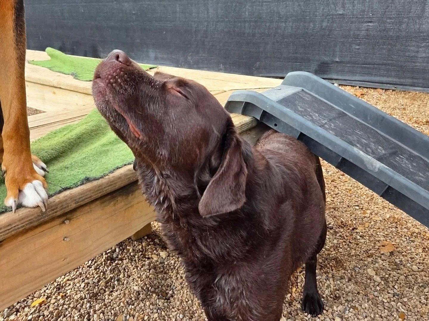 Shhh&hellip; Penny is trying to meditate 🧘&zwj;♀️

#howlnwoofdogdaycare #dogdaycare #dogsofinstagram #dogsofatx #austintexas