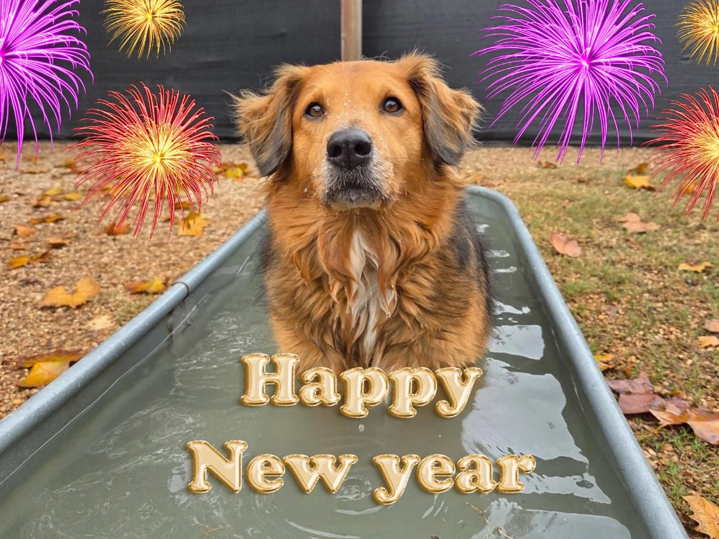 HAPPY NEW YEAR! #2026 🥳✨

#howlnwoofdogdaycare #dogdaycare #dogsofinstagram #dogsofatx austintexas