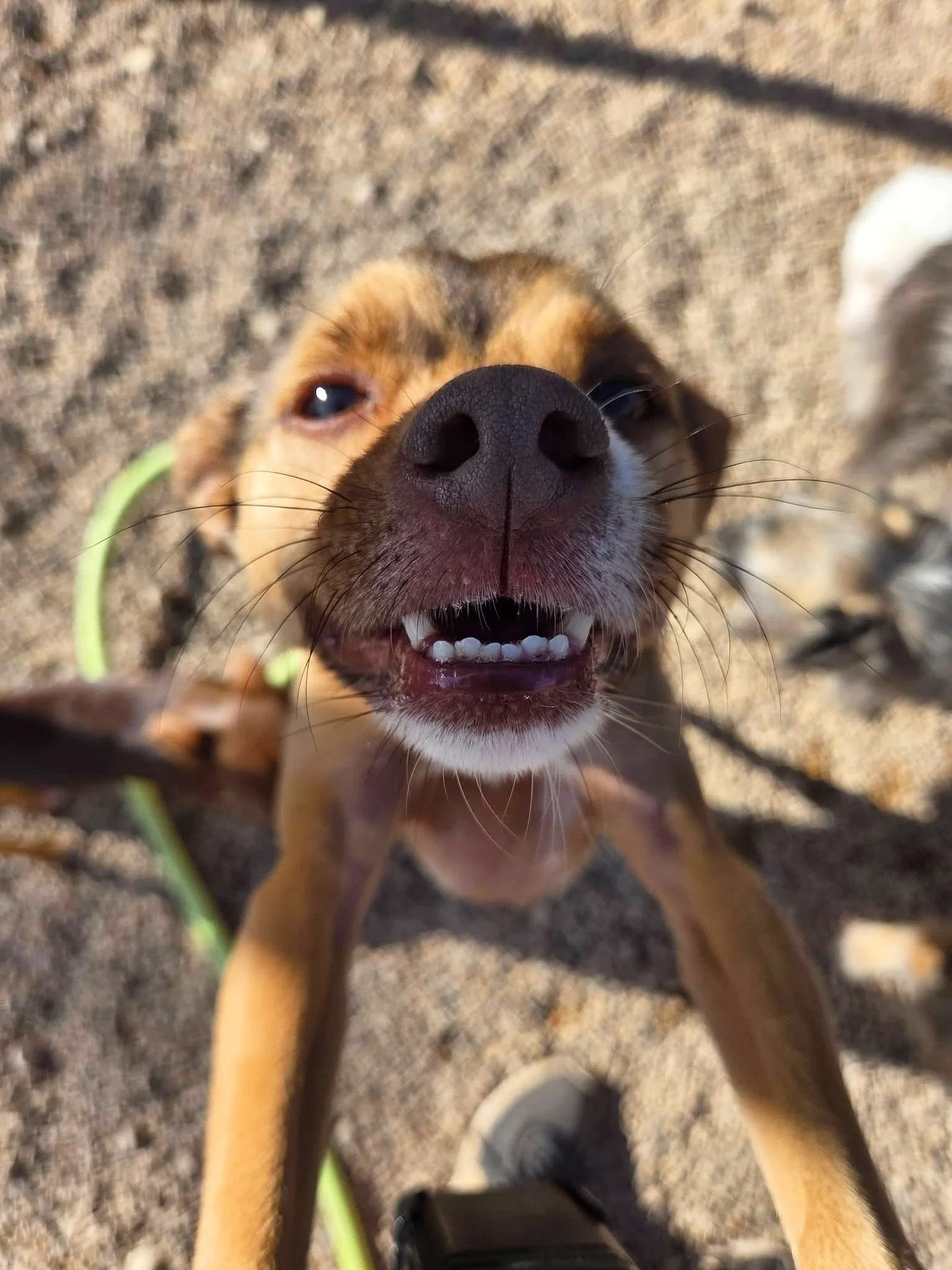 Happy happy happy ☀️

#howlnwoofdogdaycare #dogdaycare #dogsofinstagram #dogsofatx #austintexas