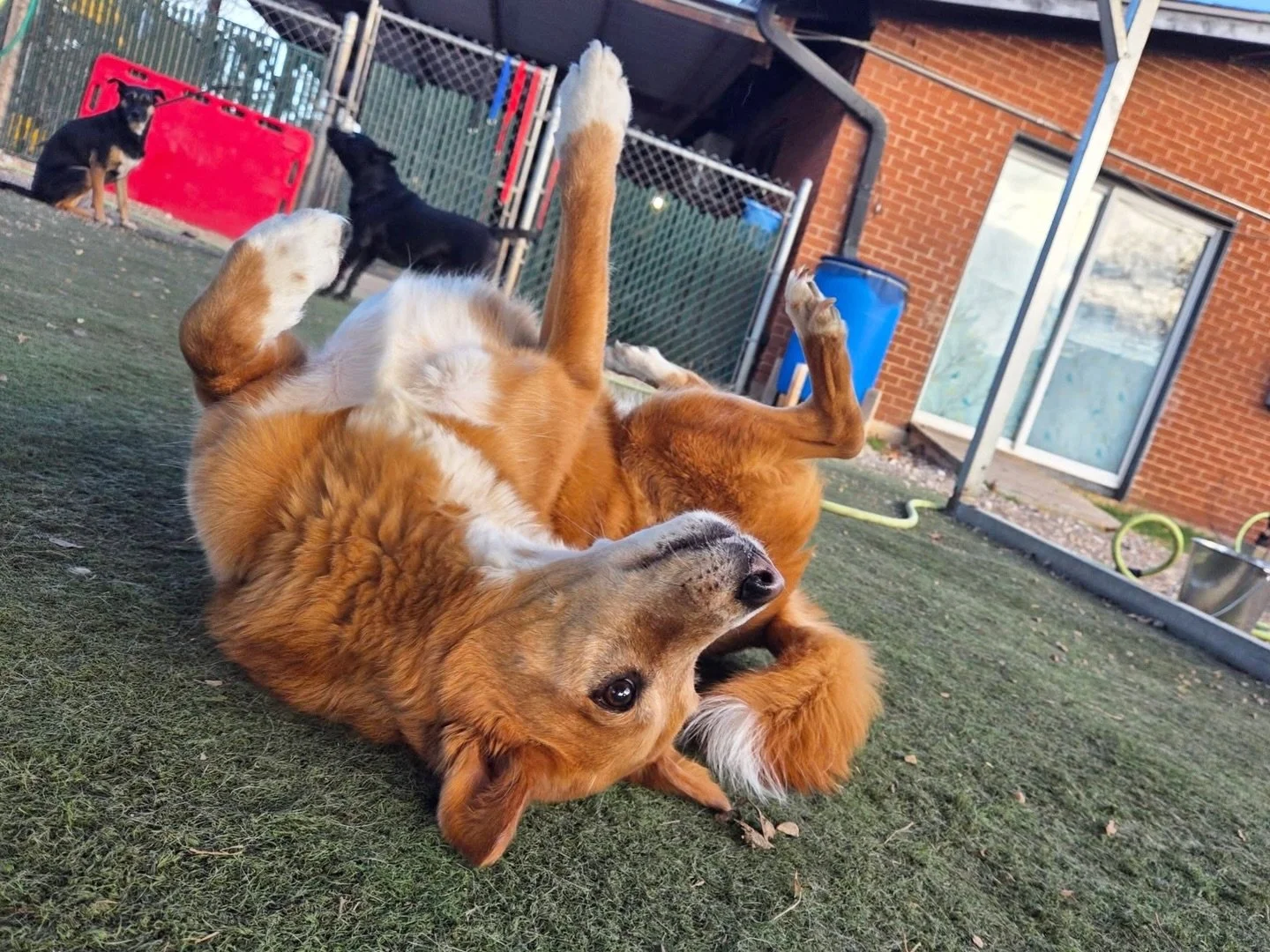 Roll, run, repeat 🤸&zwj;♂️

#howlnwoofdogdaycare #dogdaycare #dogsofinstagram #dogsofatx #austintexas